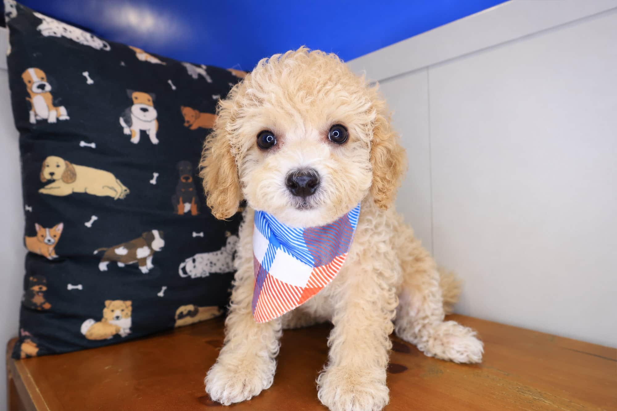 Wyatt, Bichapoo puppy