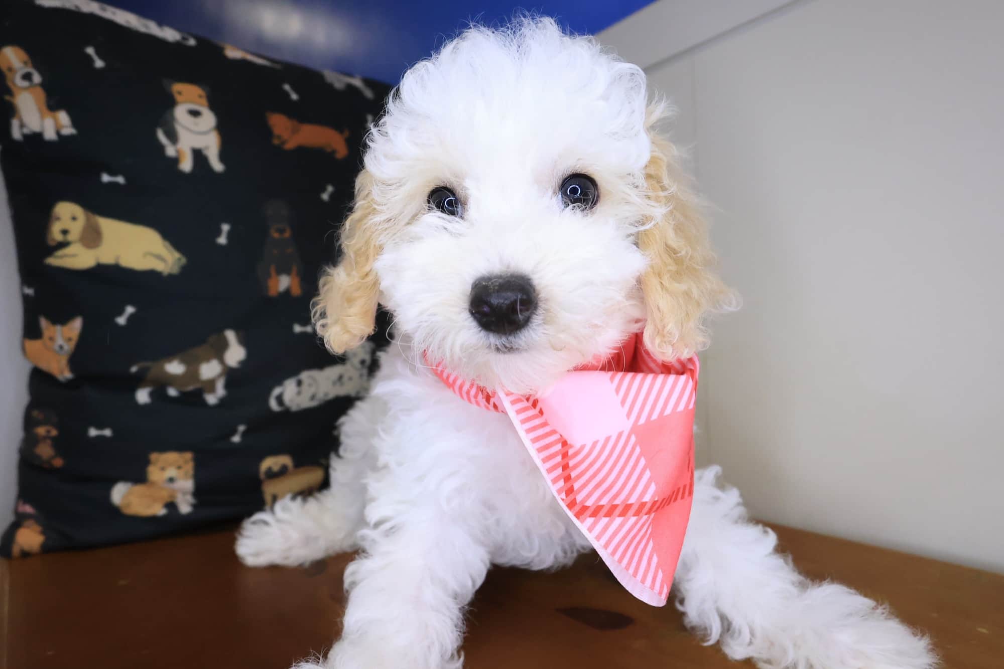 Bella, Bichapoo puppy