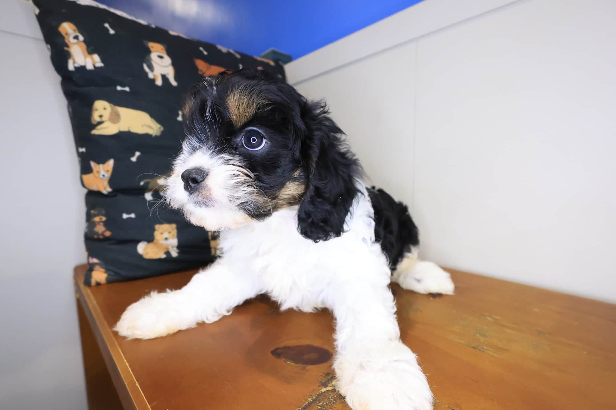 Bernie, Cavapoo puppy