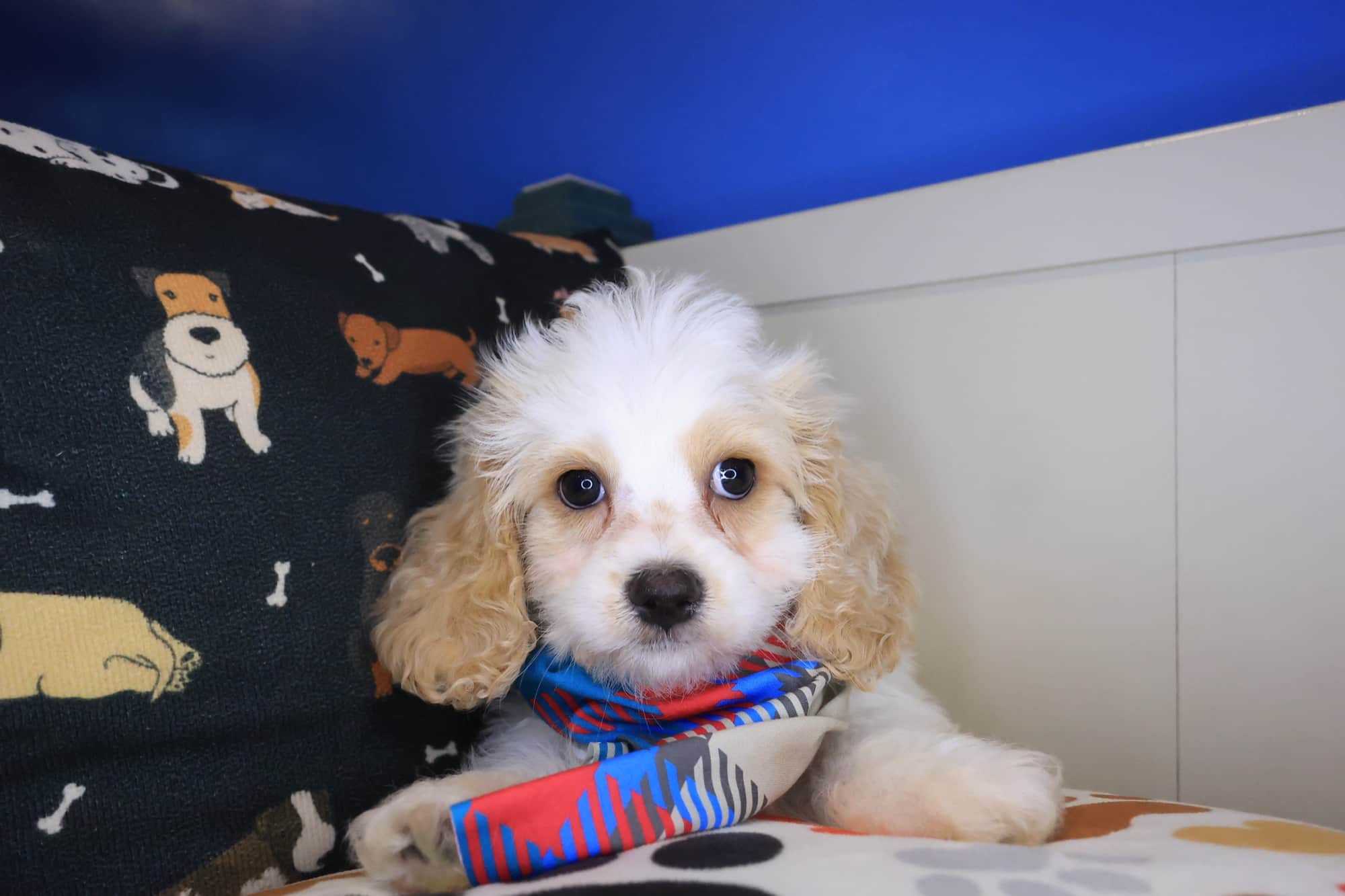 Dwayne, Cavapoo puppy