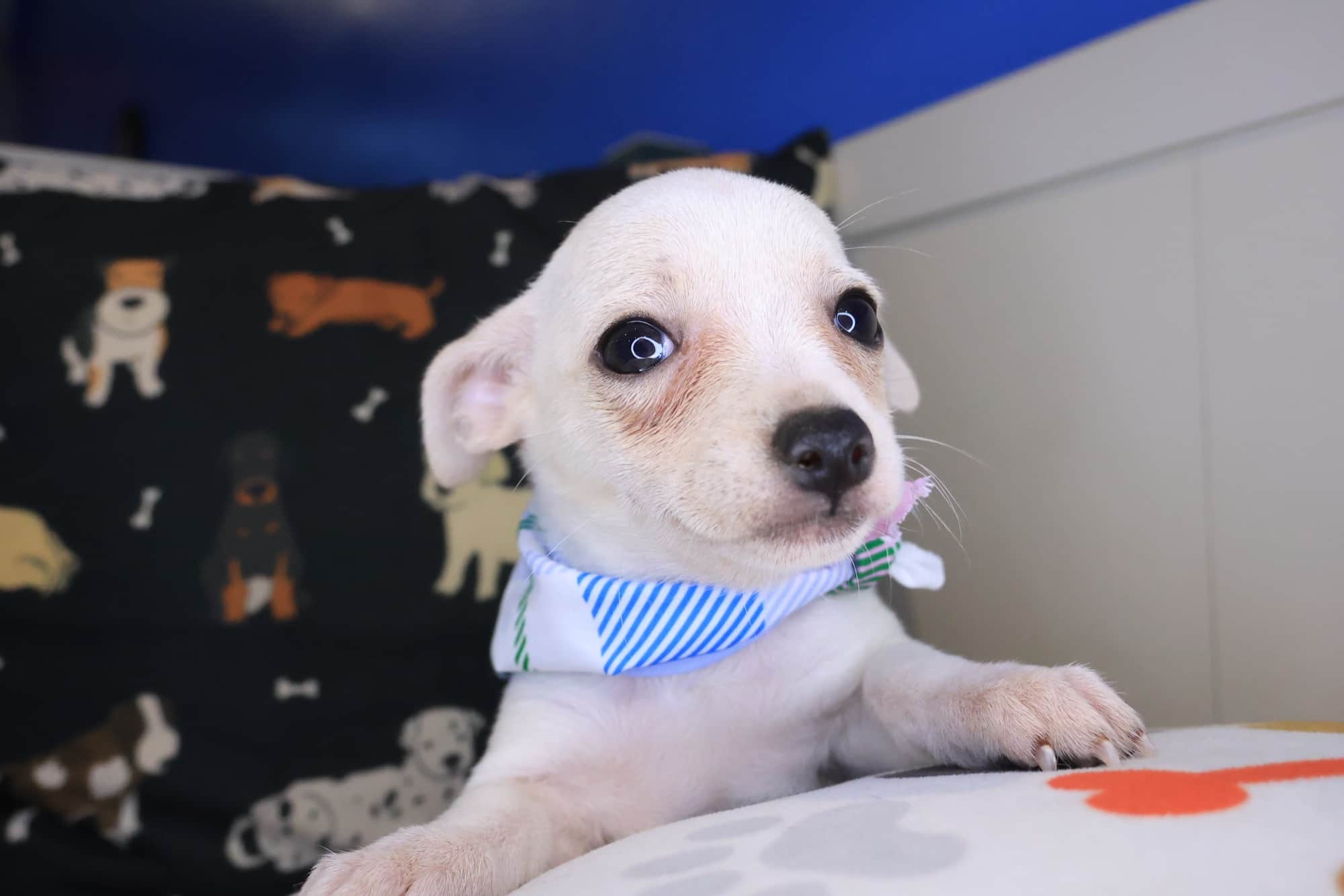 Dot, Chihuahua puppy