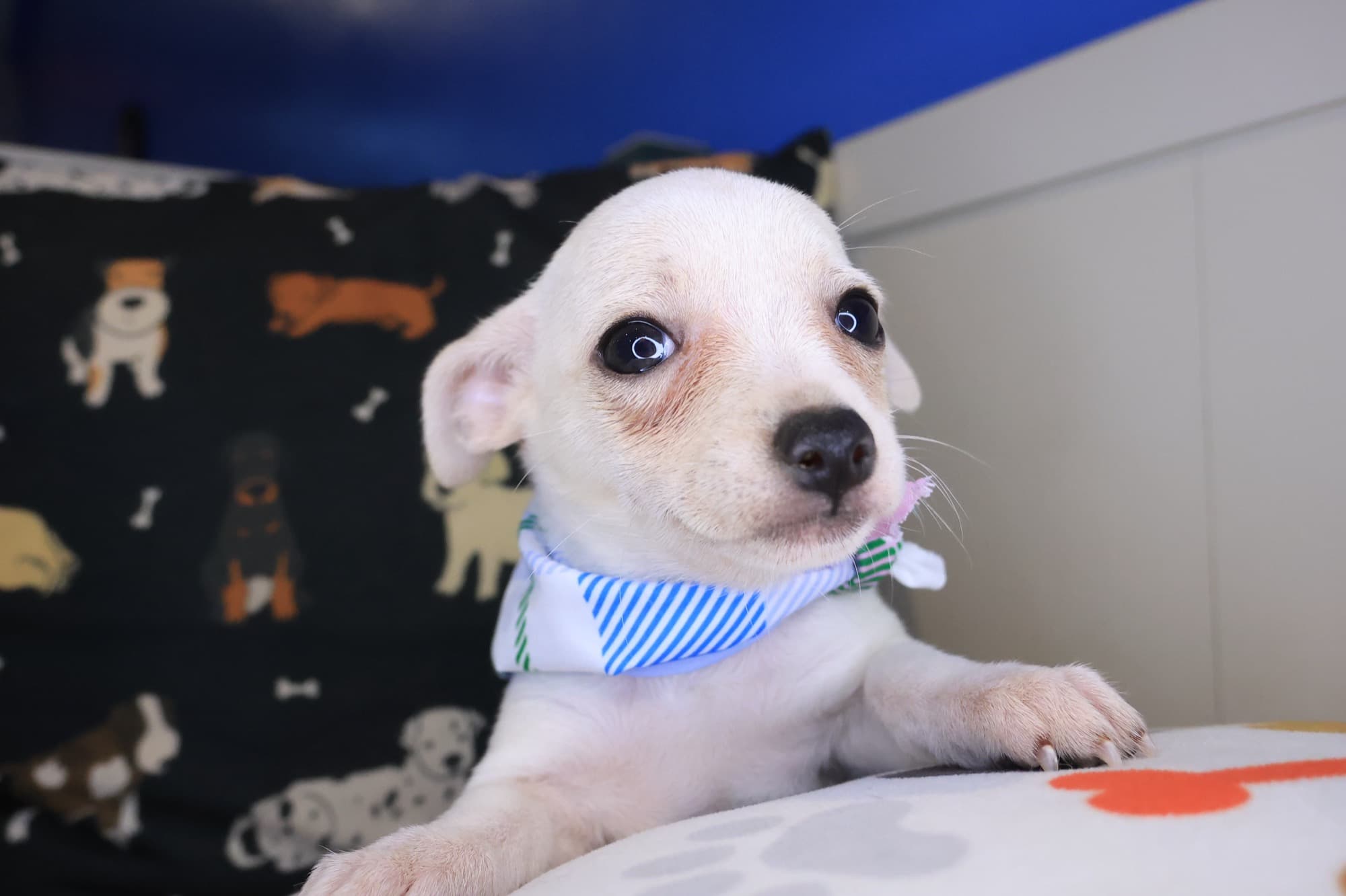 Dot, Chihuahua puppy