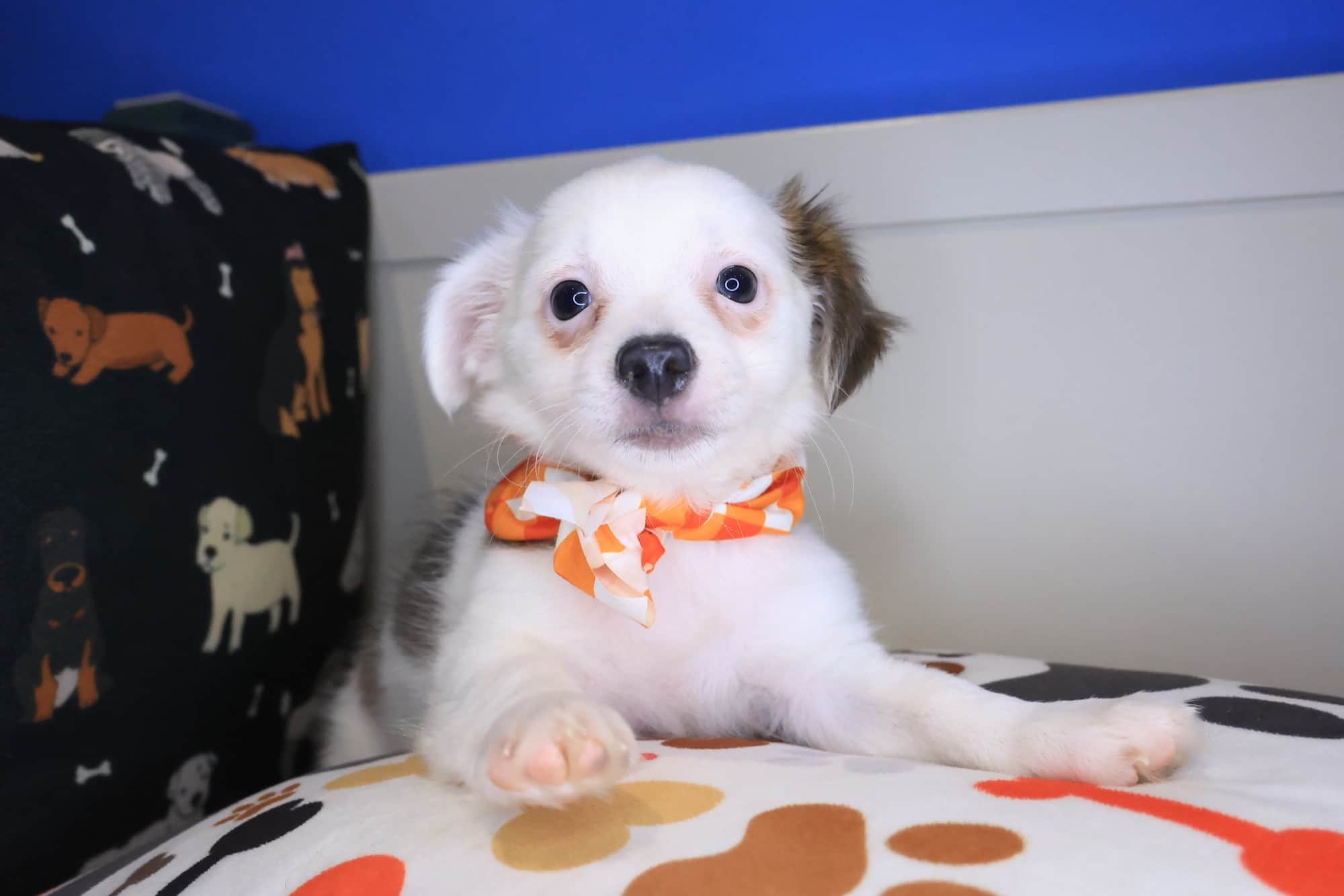 Xena, Chihuahua puppy