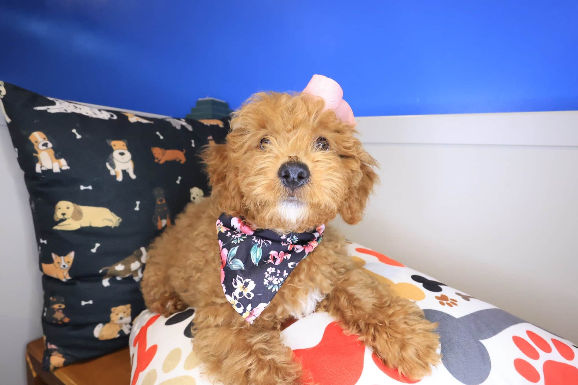 Diary, Goldendoodle puppy