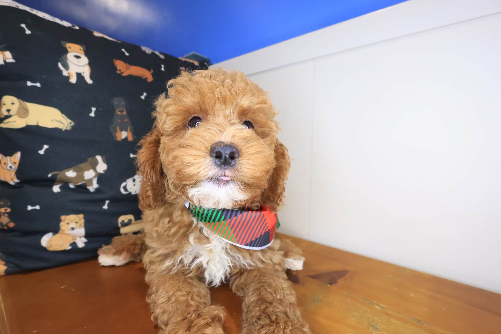 Leonardo, Goldendoodle puppy