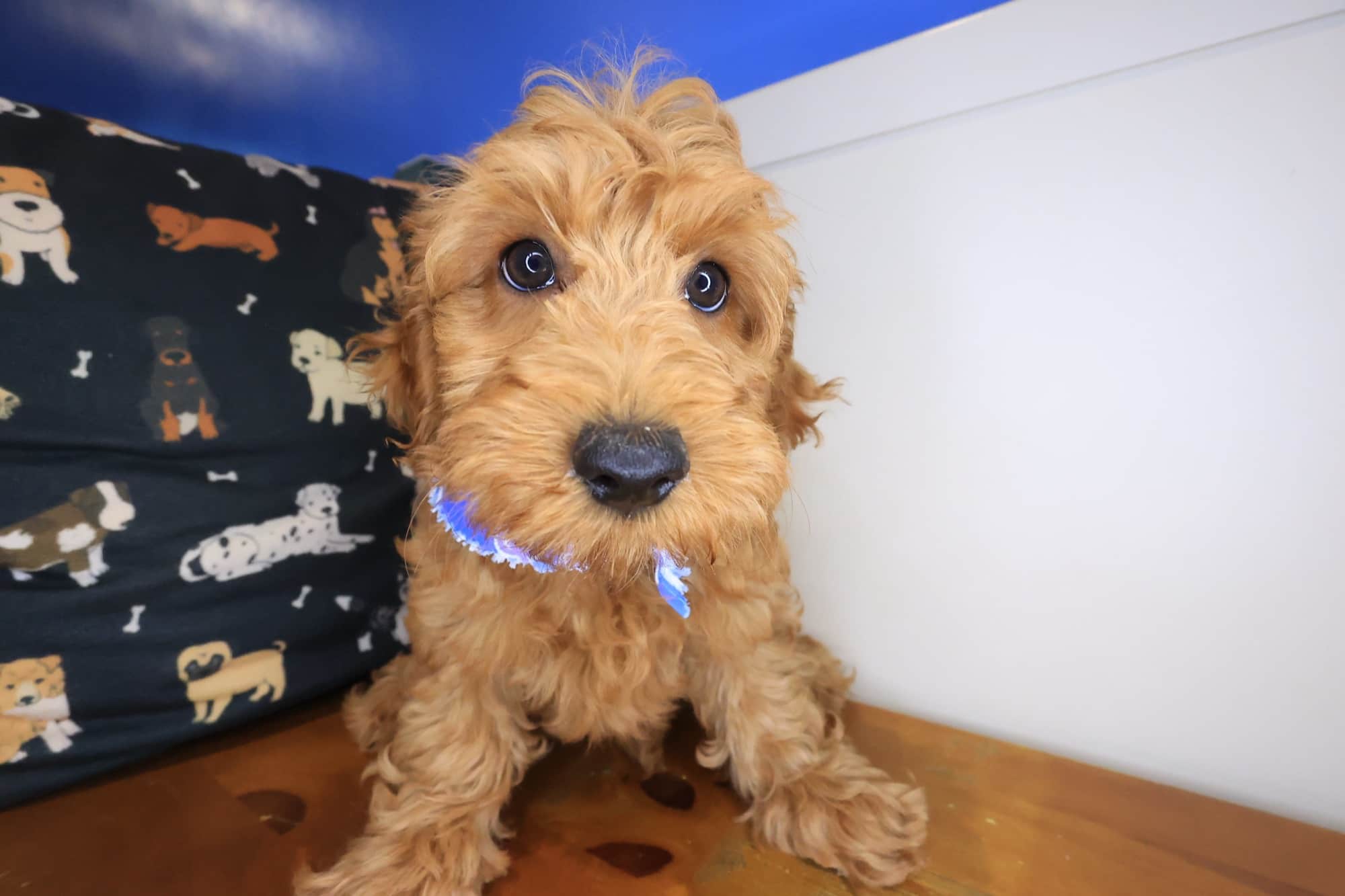 Zeno, Goldendoodle puppy