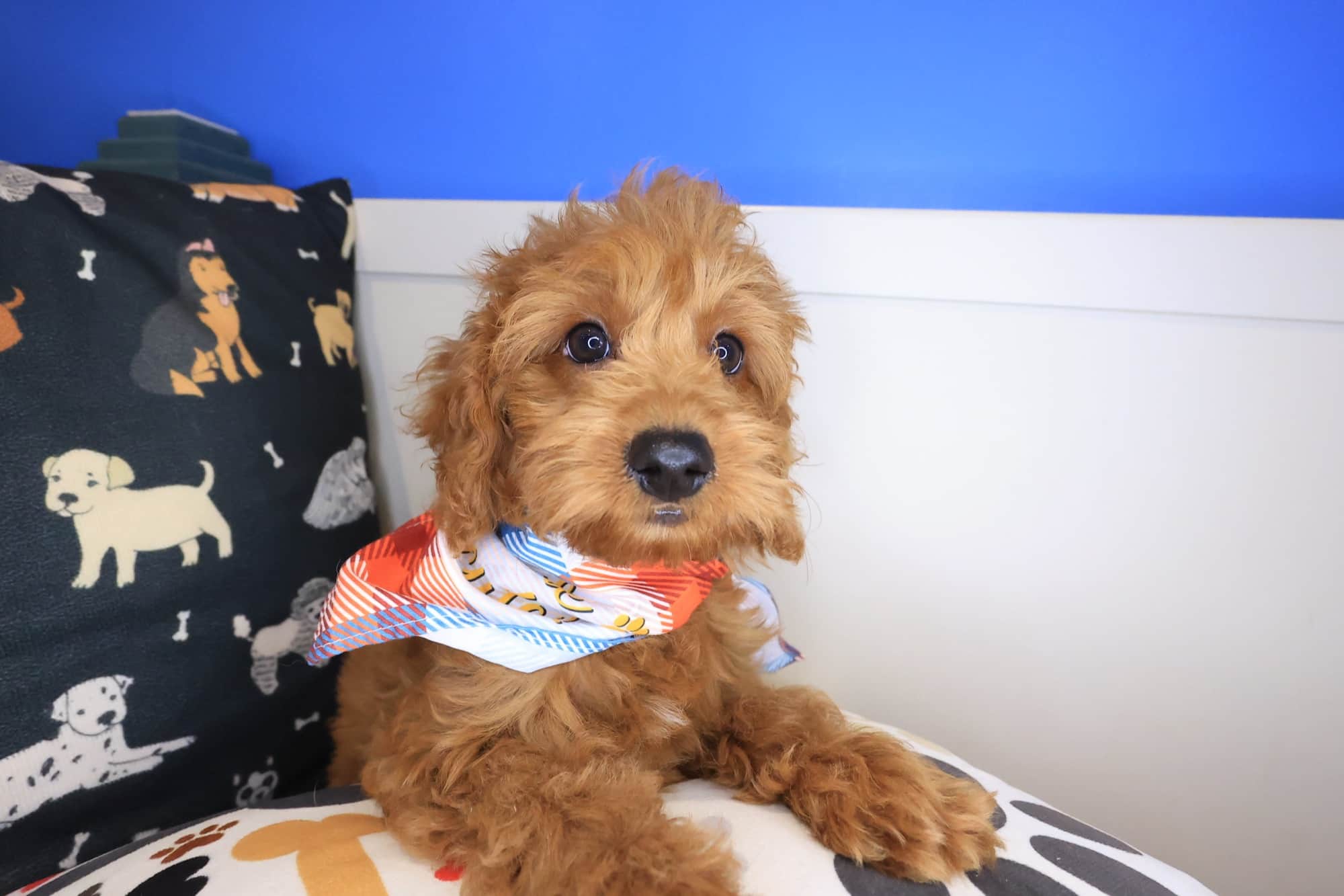 Marshall, Goldendoodle puppy