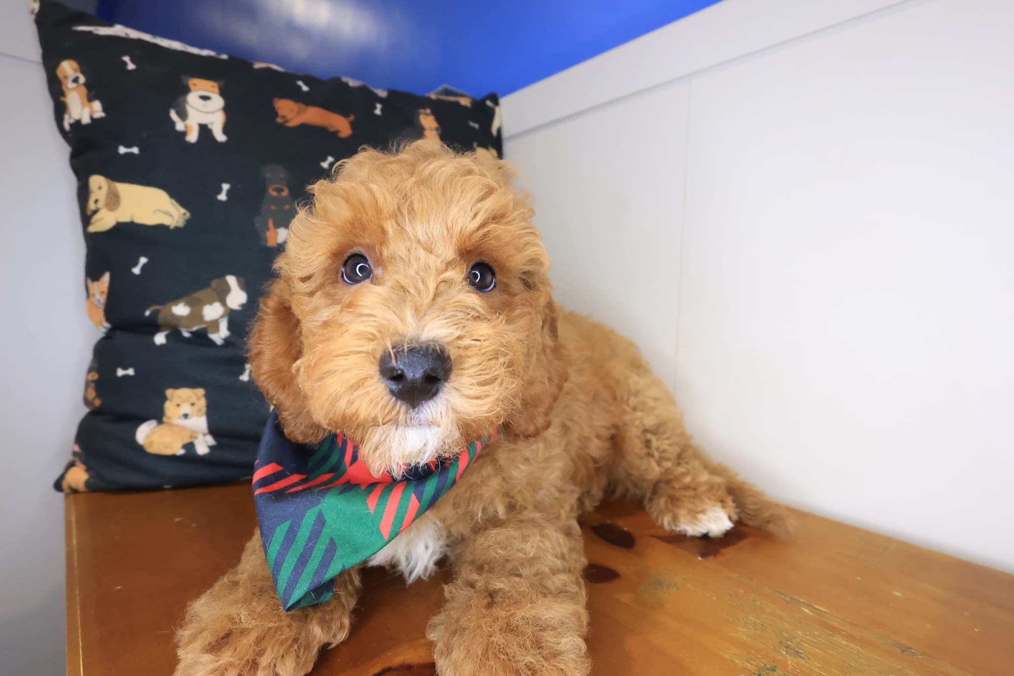 Karma, Goldendoodle puppy