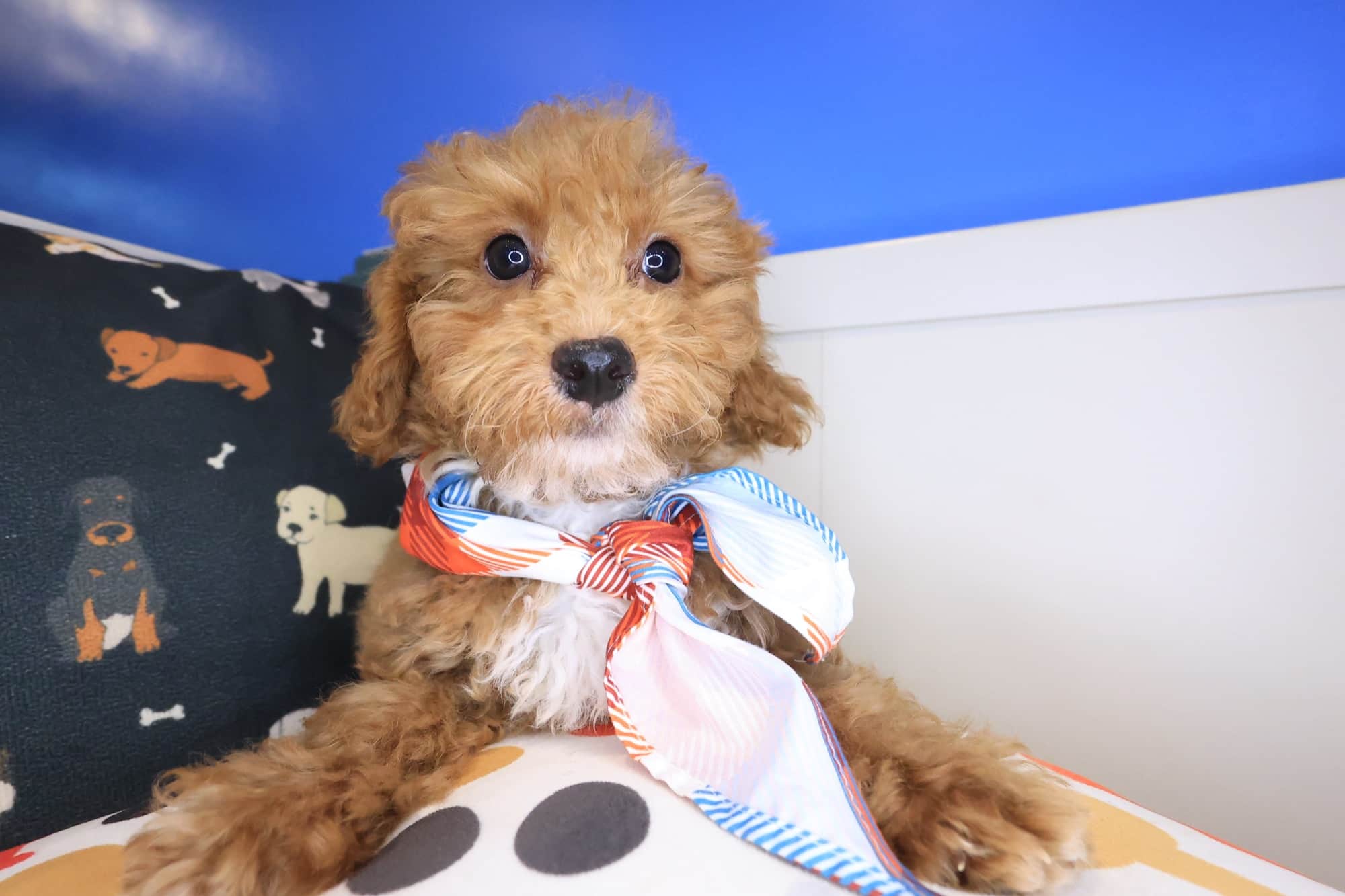 Cappy, Maltipoo puppy