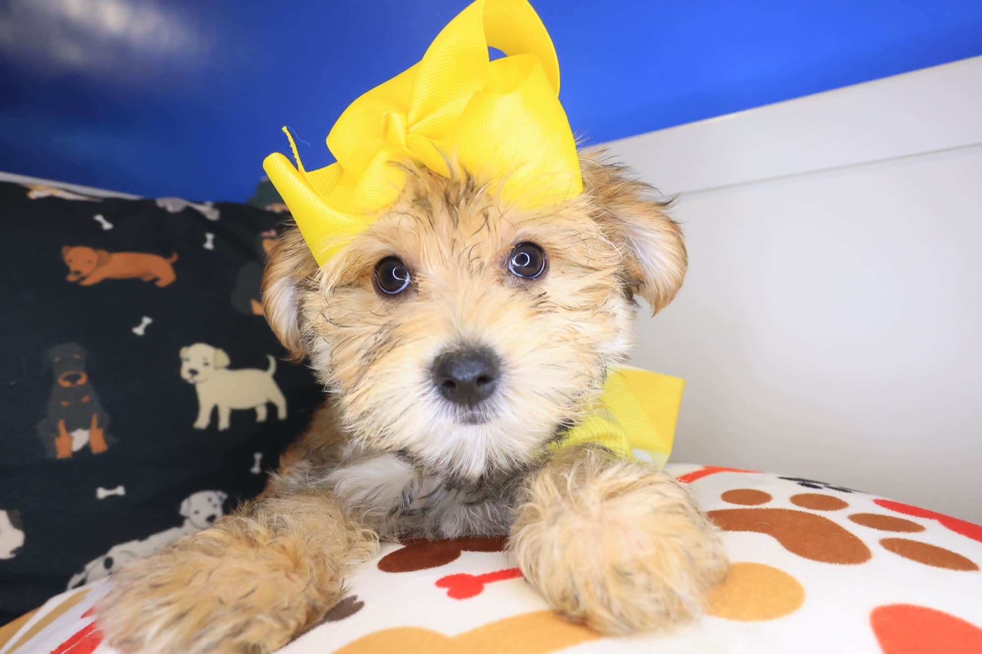 Deborah, Morkie puppy