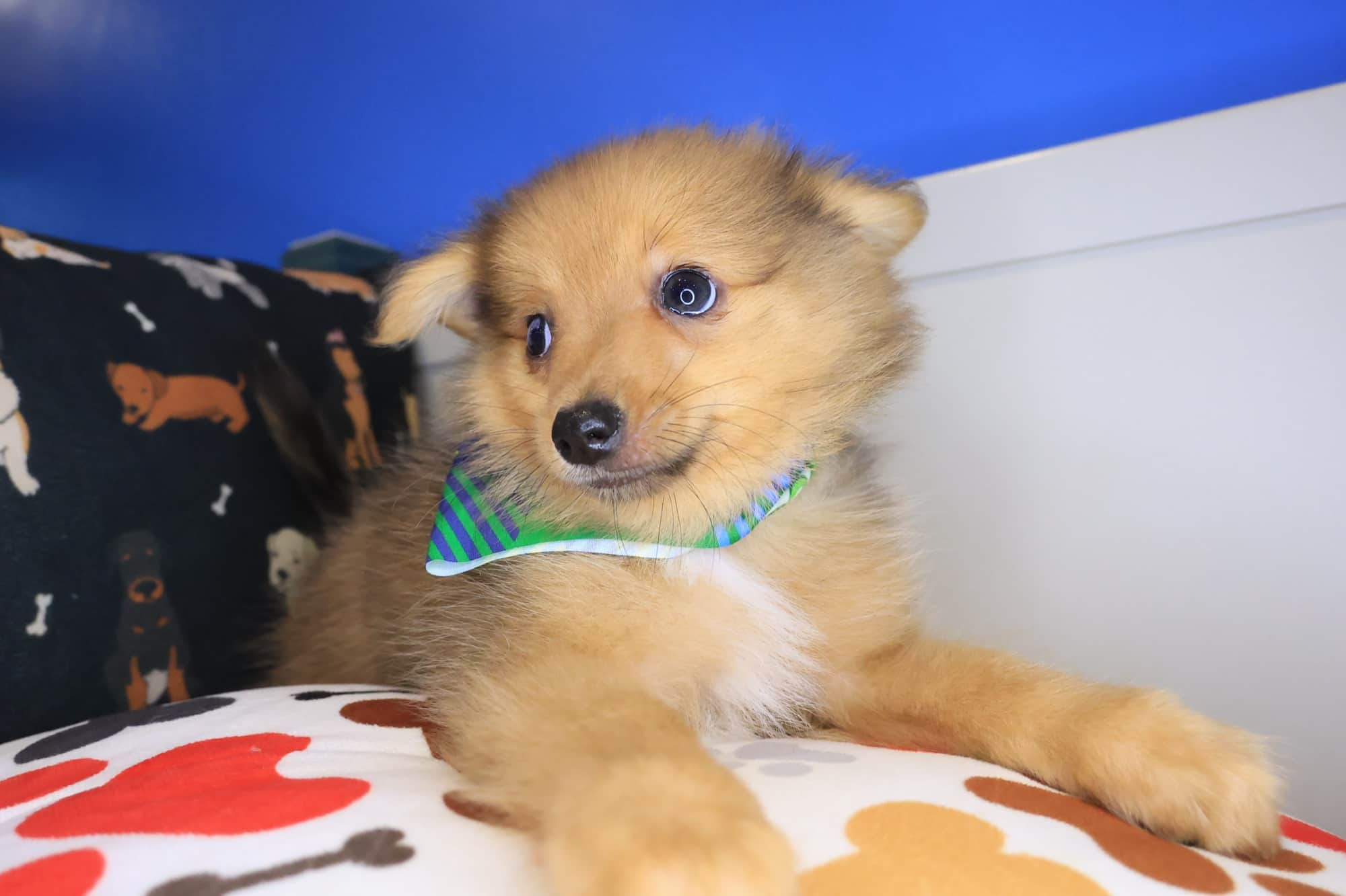 Wallaby, Pomeranian puppy