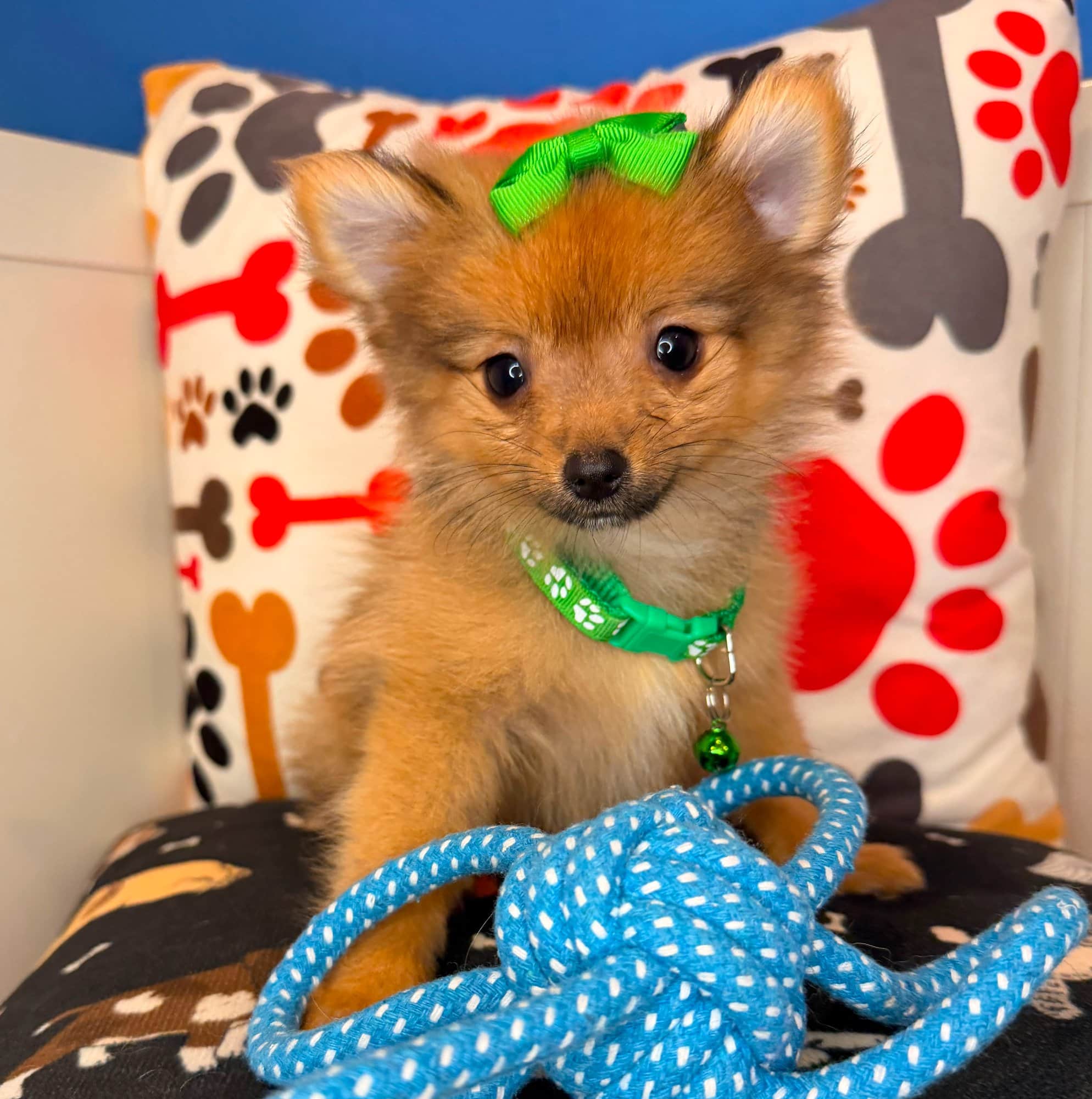 Peony, Pomeranian puppy