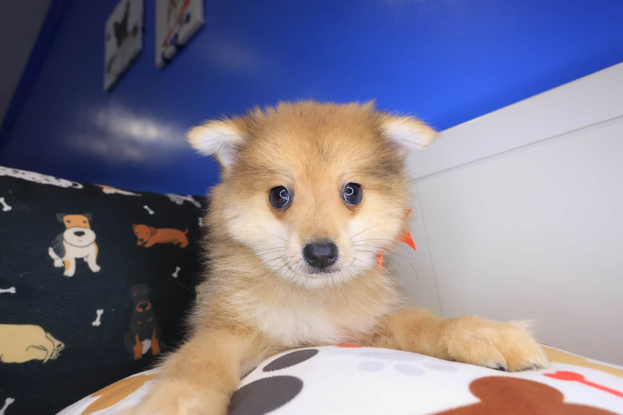 Gaia, Pomeranian puppy