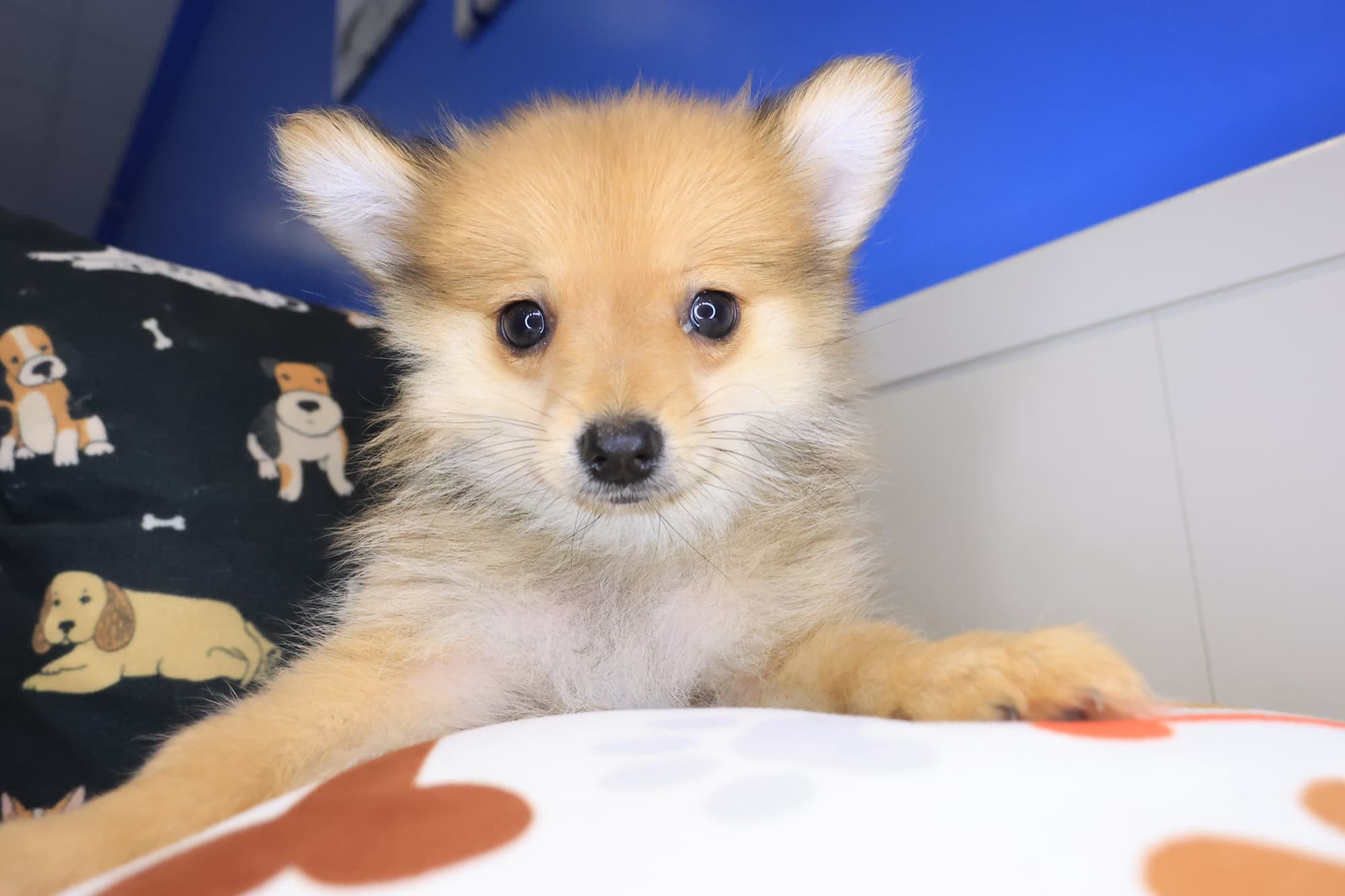 Almera, Pomeranian puppy