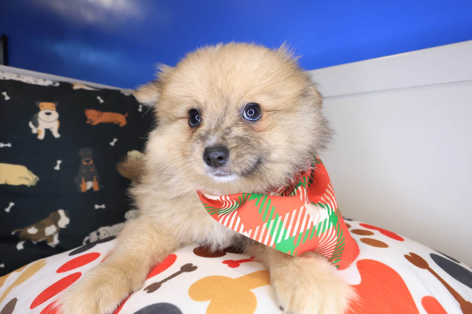 Ilomantsi, Pomeranian puppy