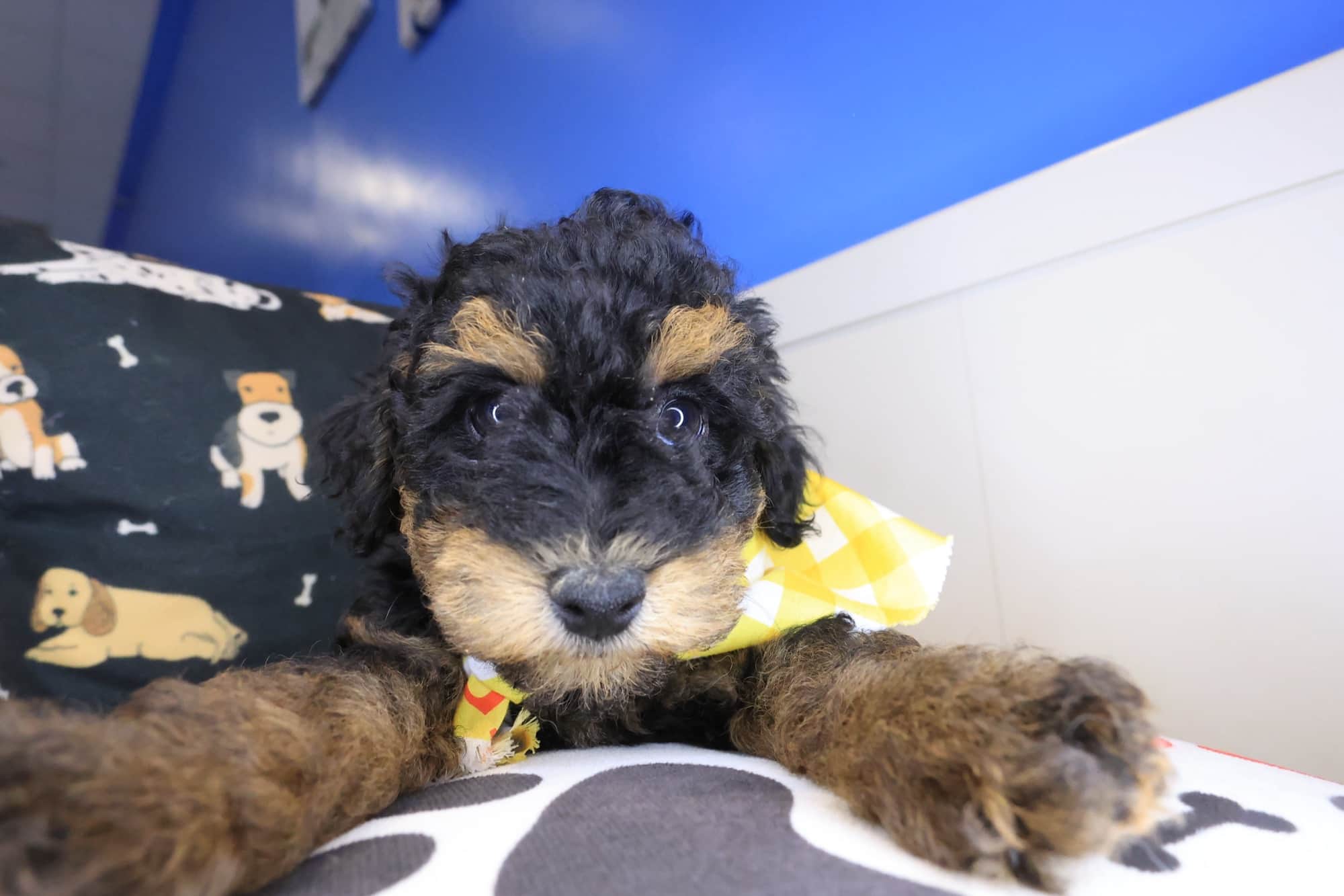 Jitterbug, Poodle puppy