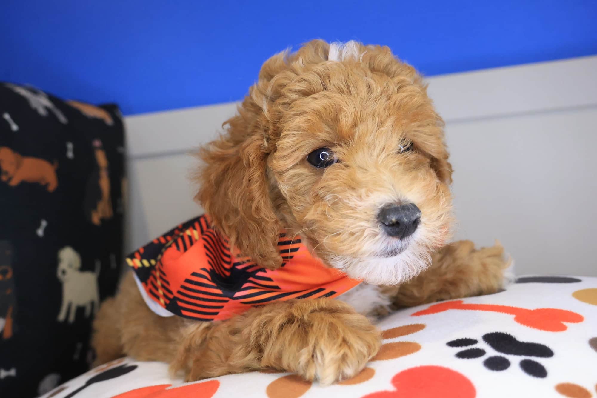 Alistair, Poodle puppy