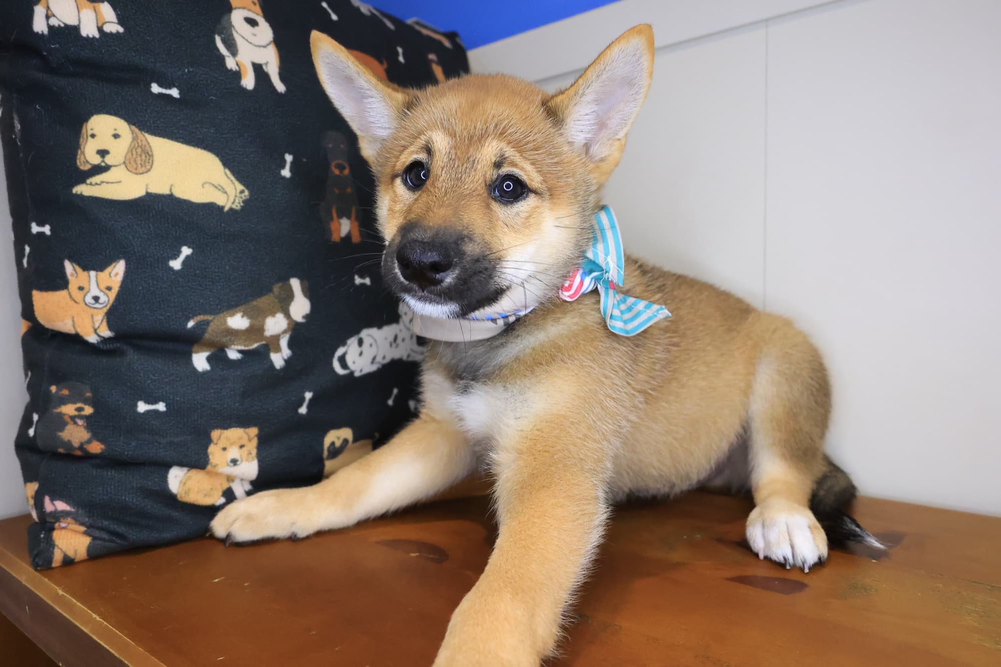 Bodhi, Shiba Inu puppy