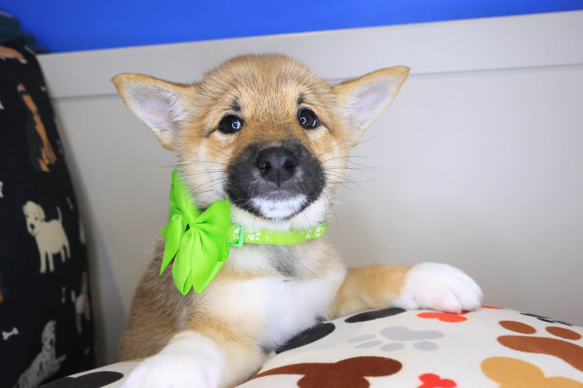 Ally, Shiba Inu puppy