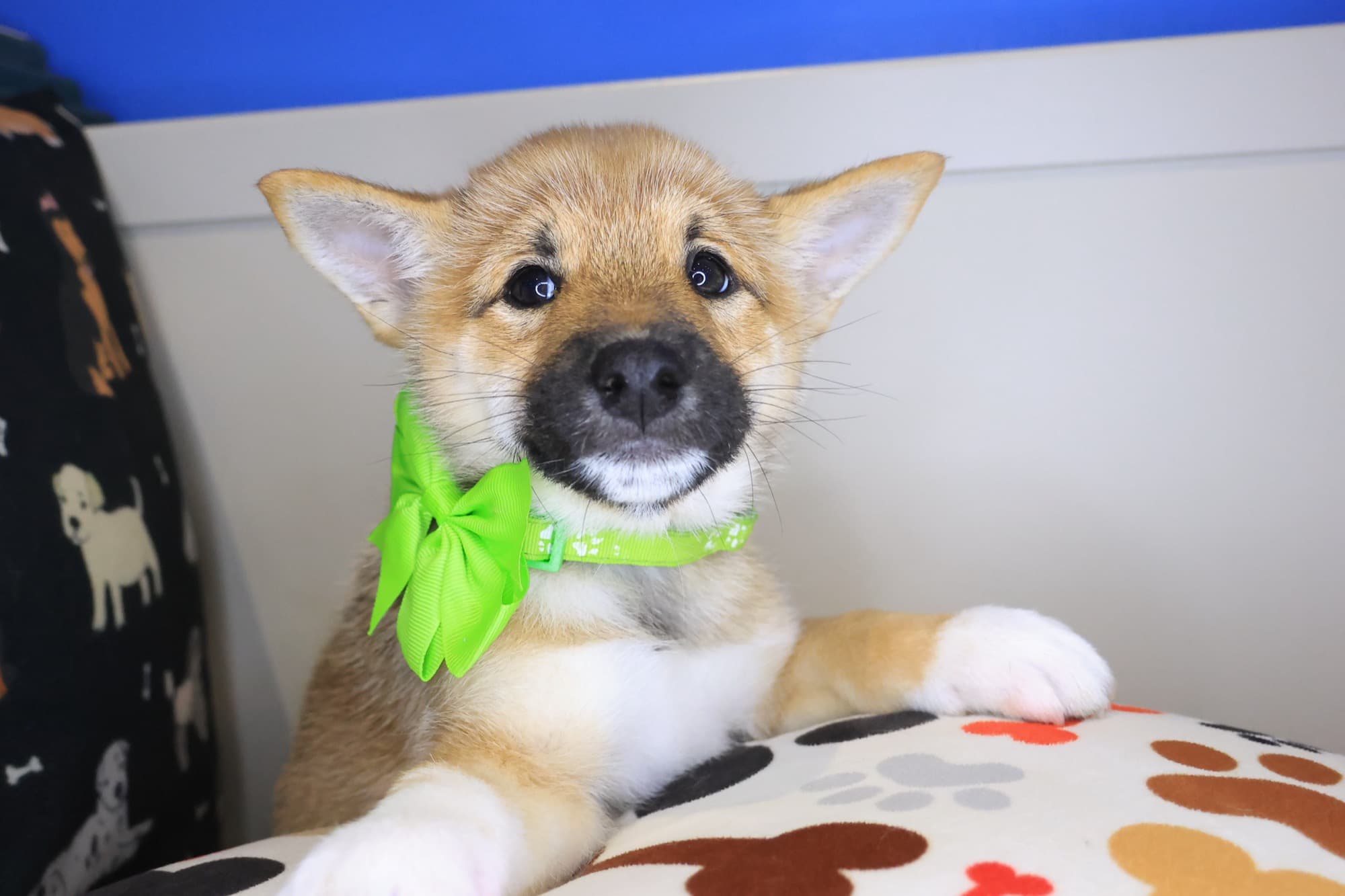Ally, Shiba Inu puppy