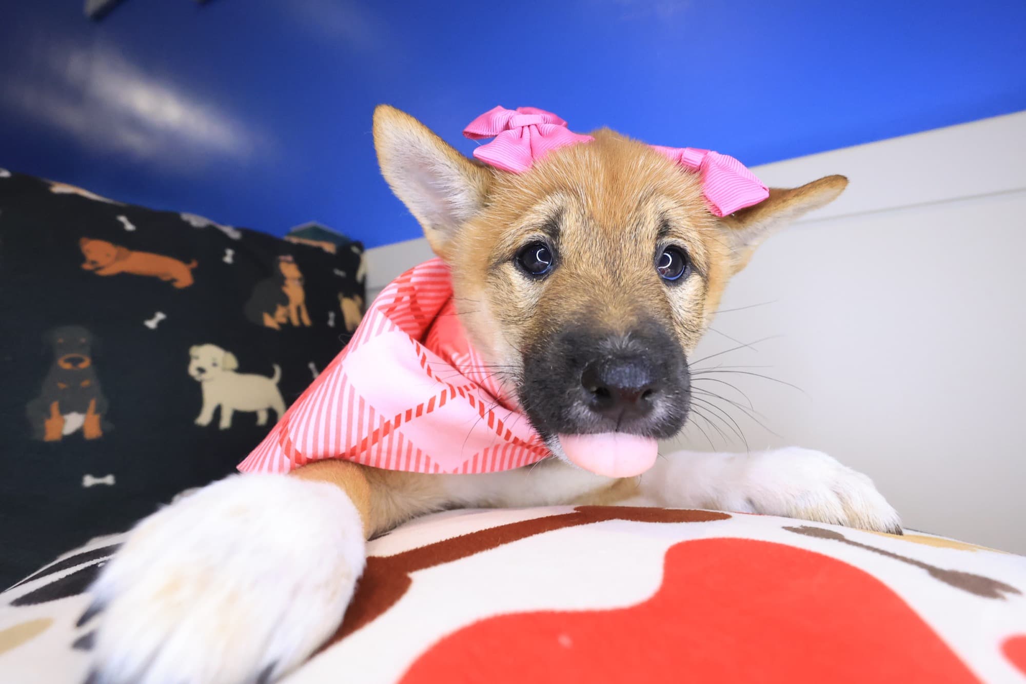 Dallas, Shiba Inu puppy