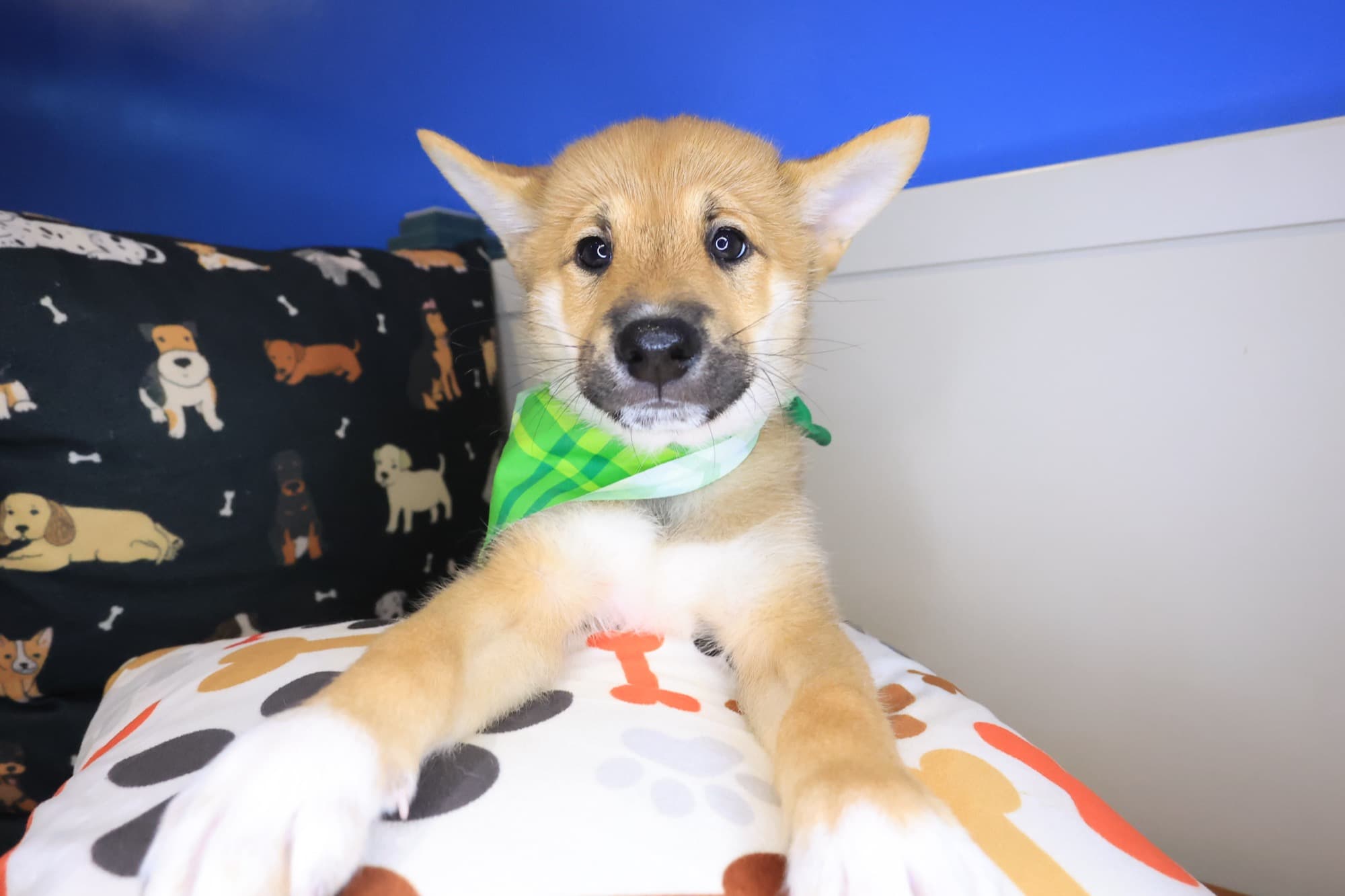 Basil, Shiba Inu puppy