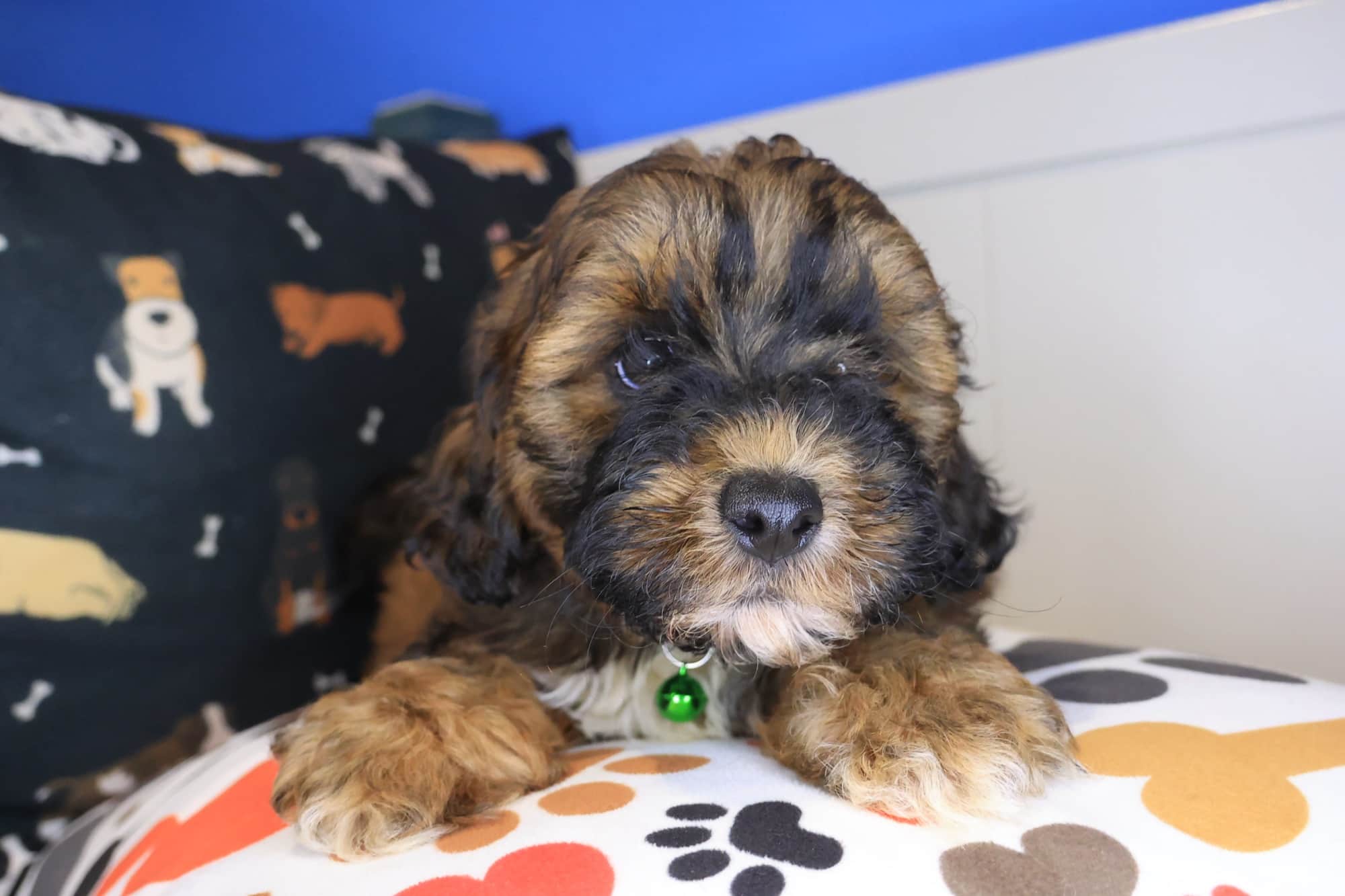 Akeya, Shihpoo puppy