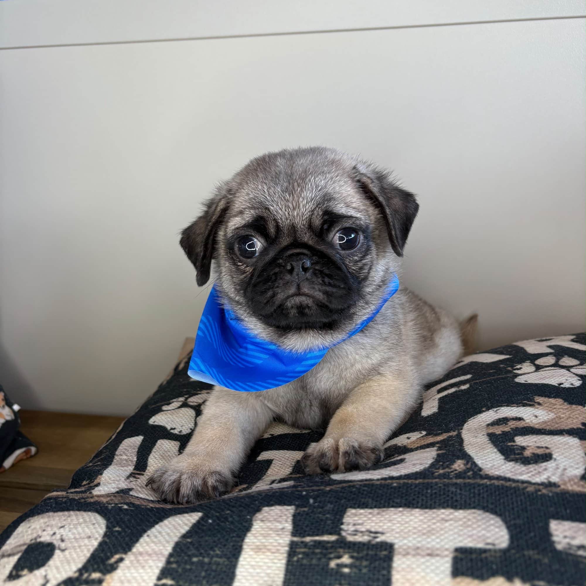 Chaser, Pug puppy