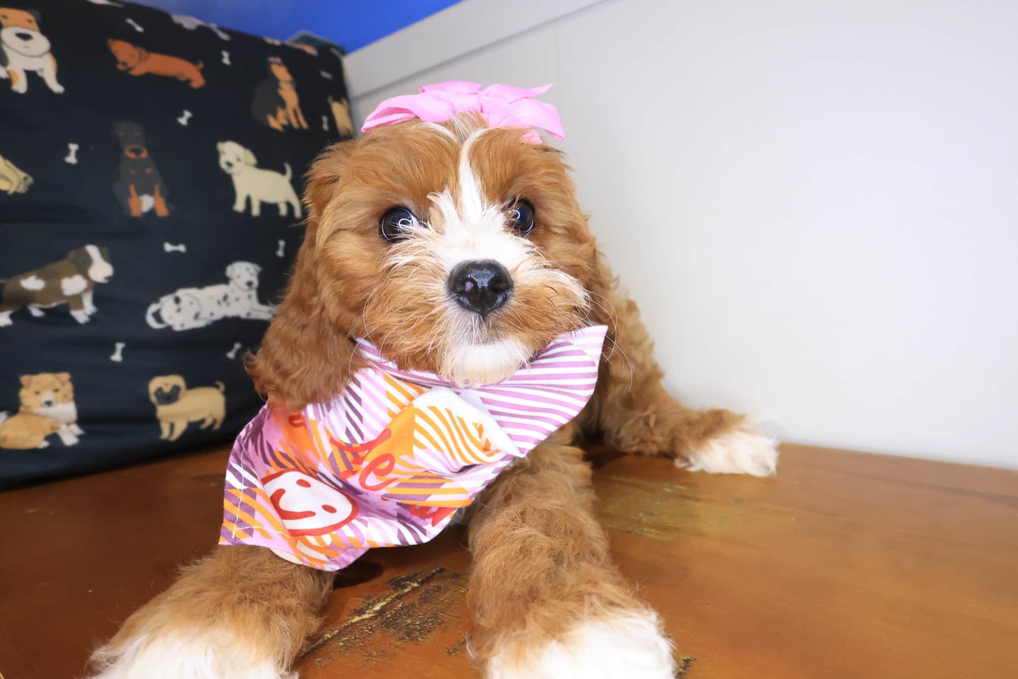 Banshee, Cavapoo puppy