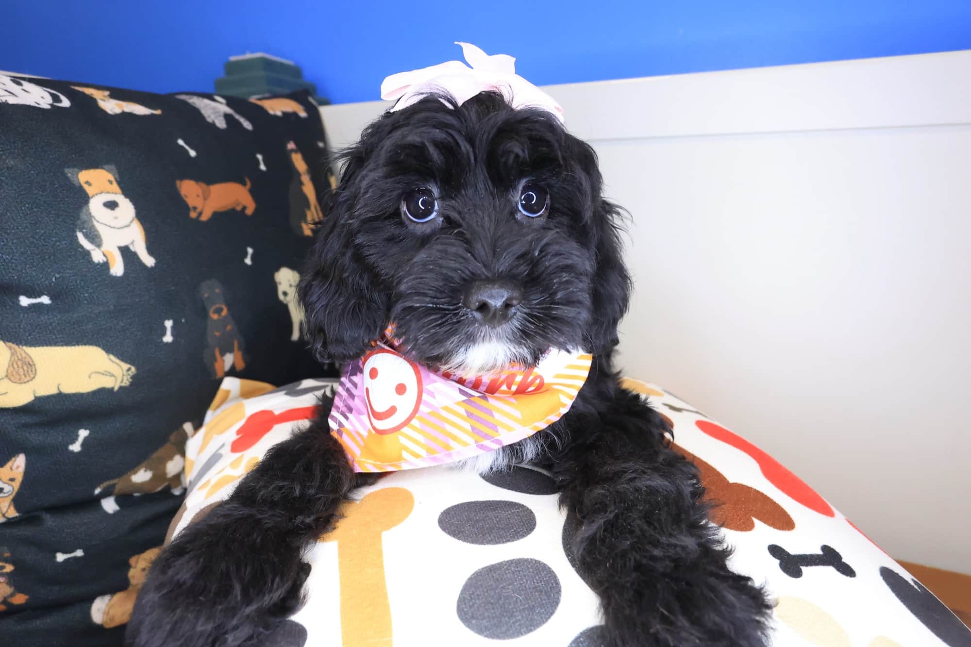 Noodle, Cavapoo puppy