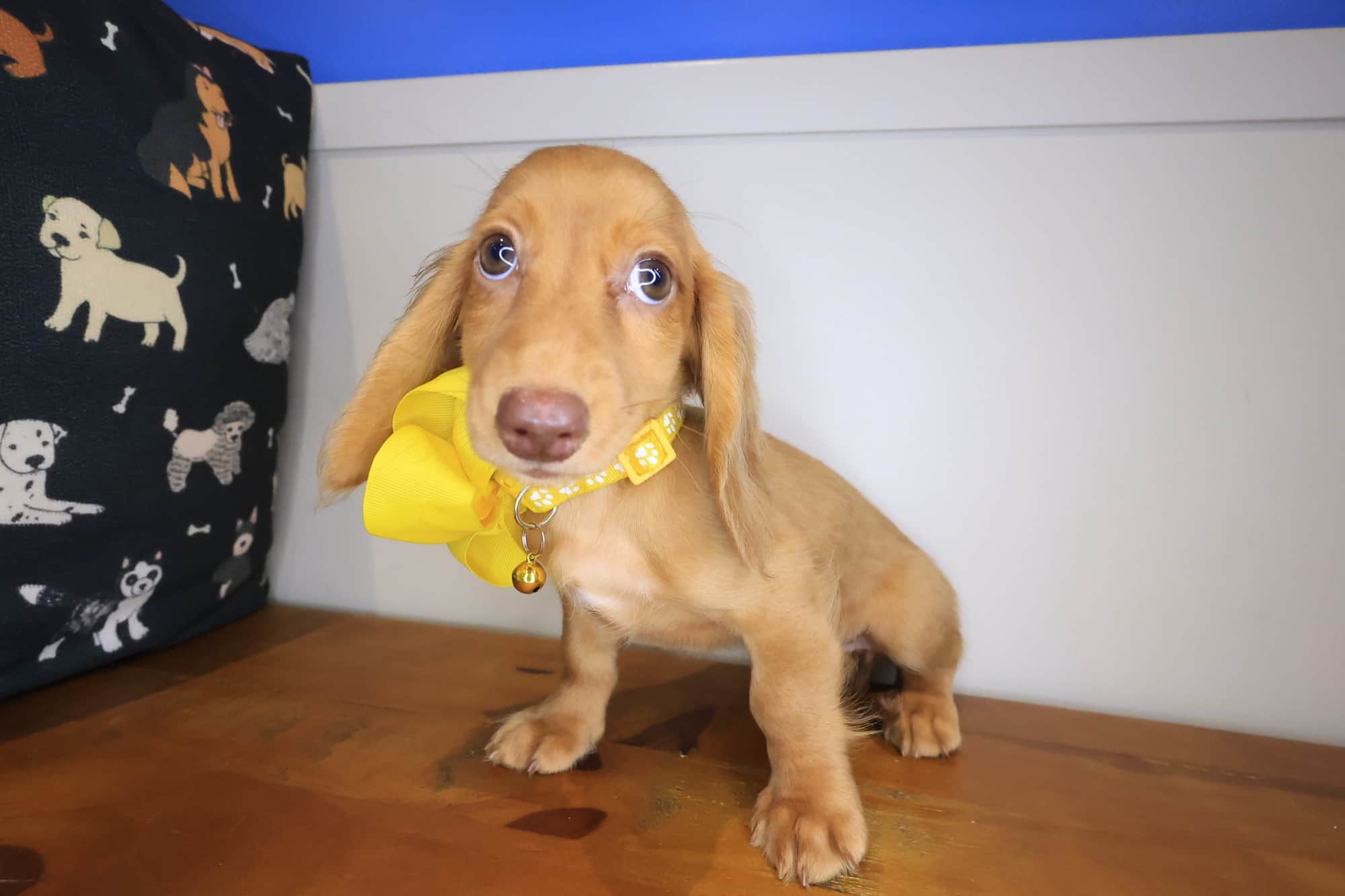 Snowbell, Dachshund puppy