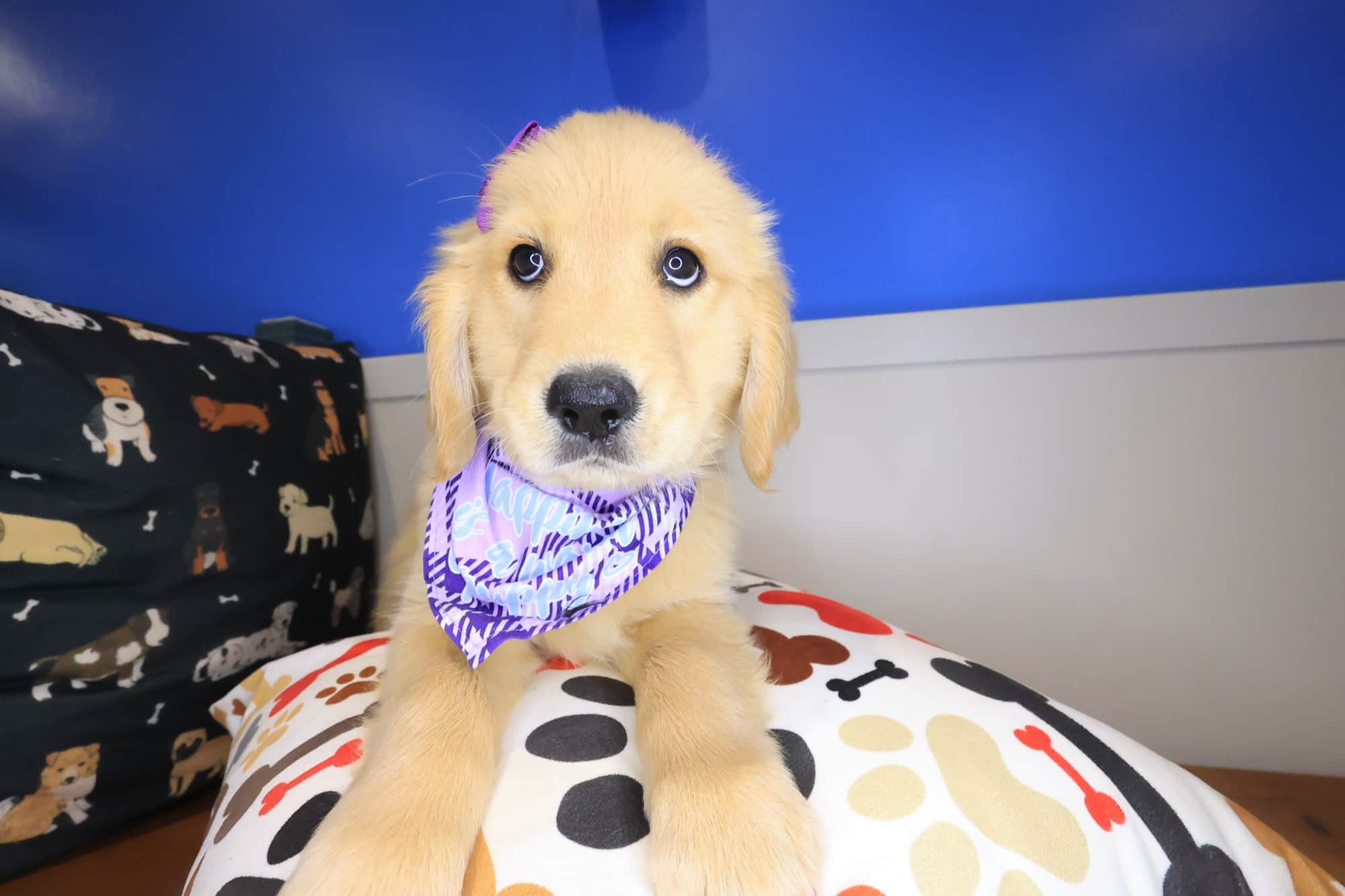 Kirra, Golden Retriever puppy