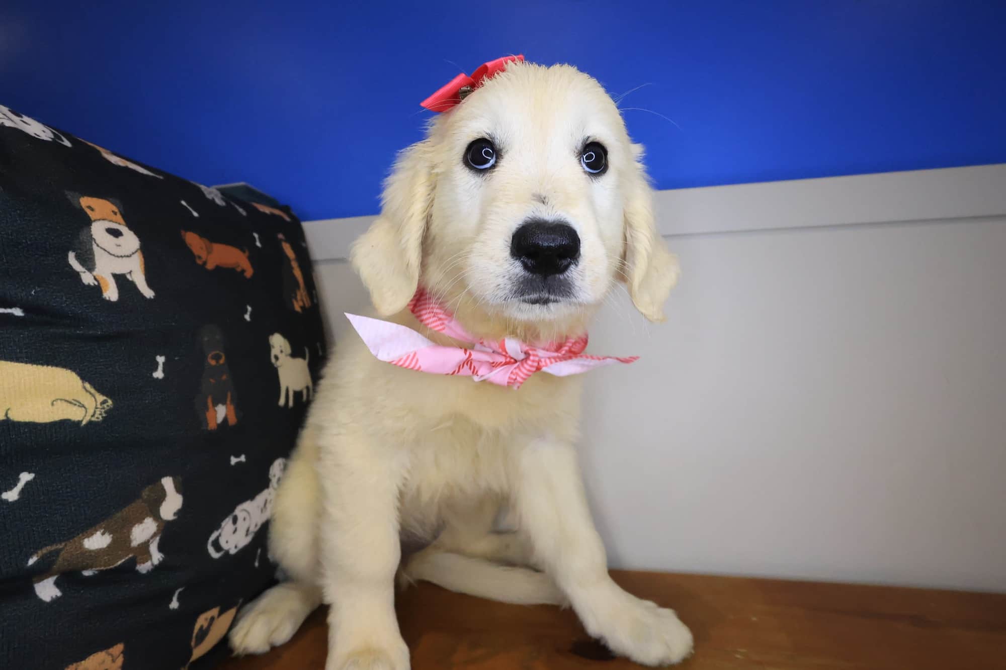 Rainbow, Golden Retriever puppy