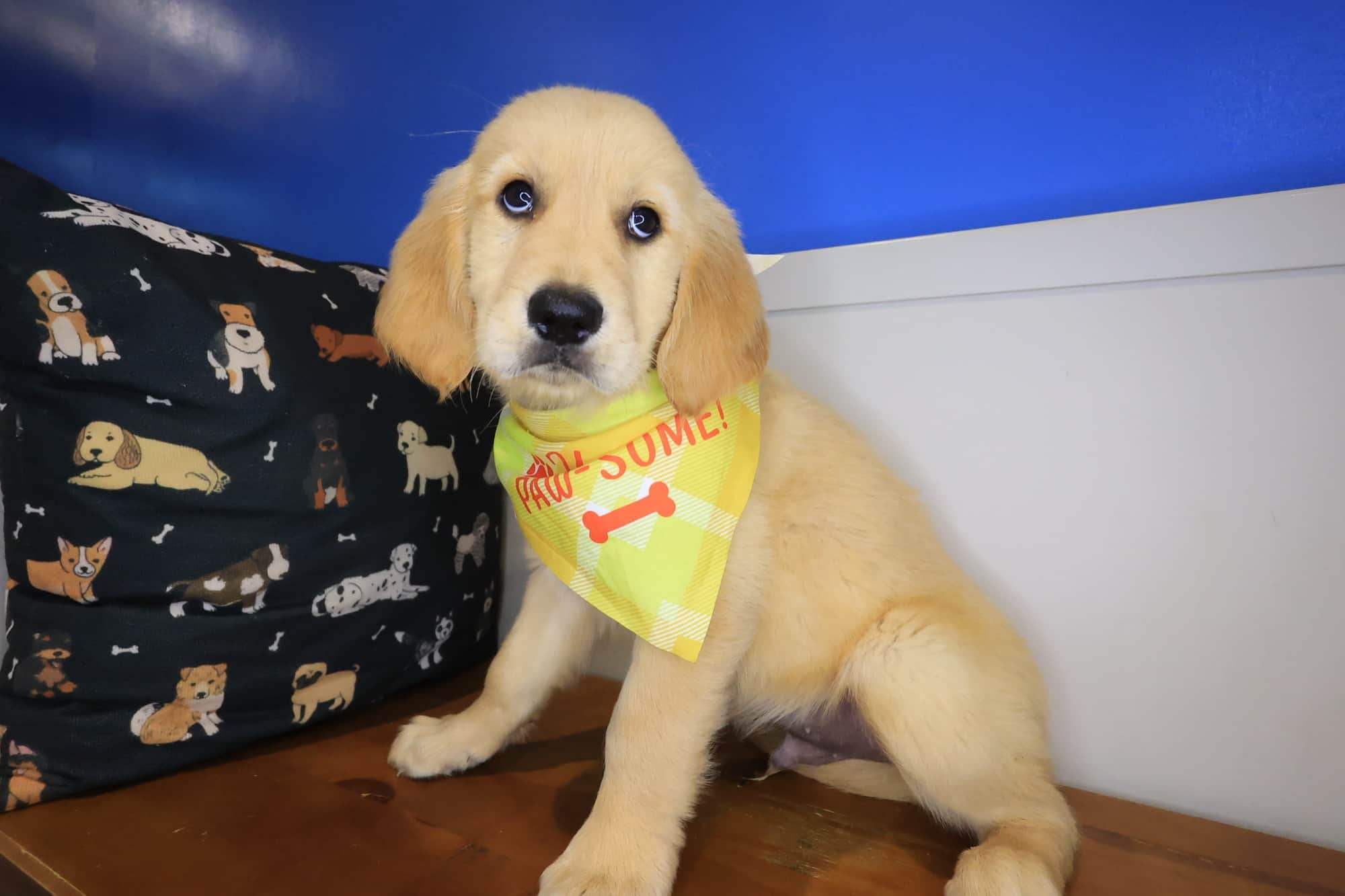 Chief, Golden Retriever puppy