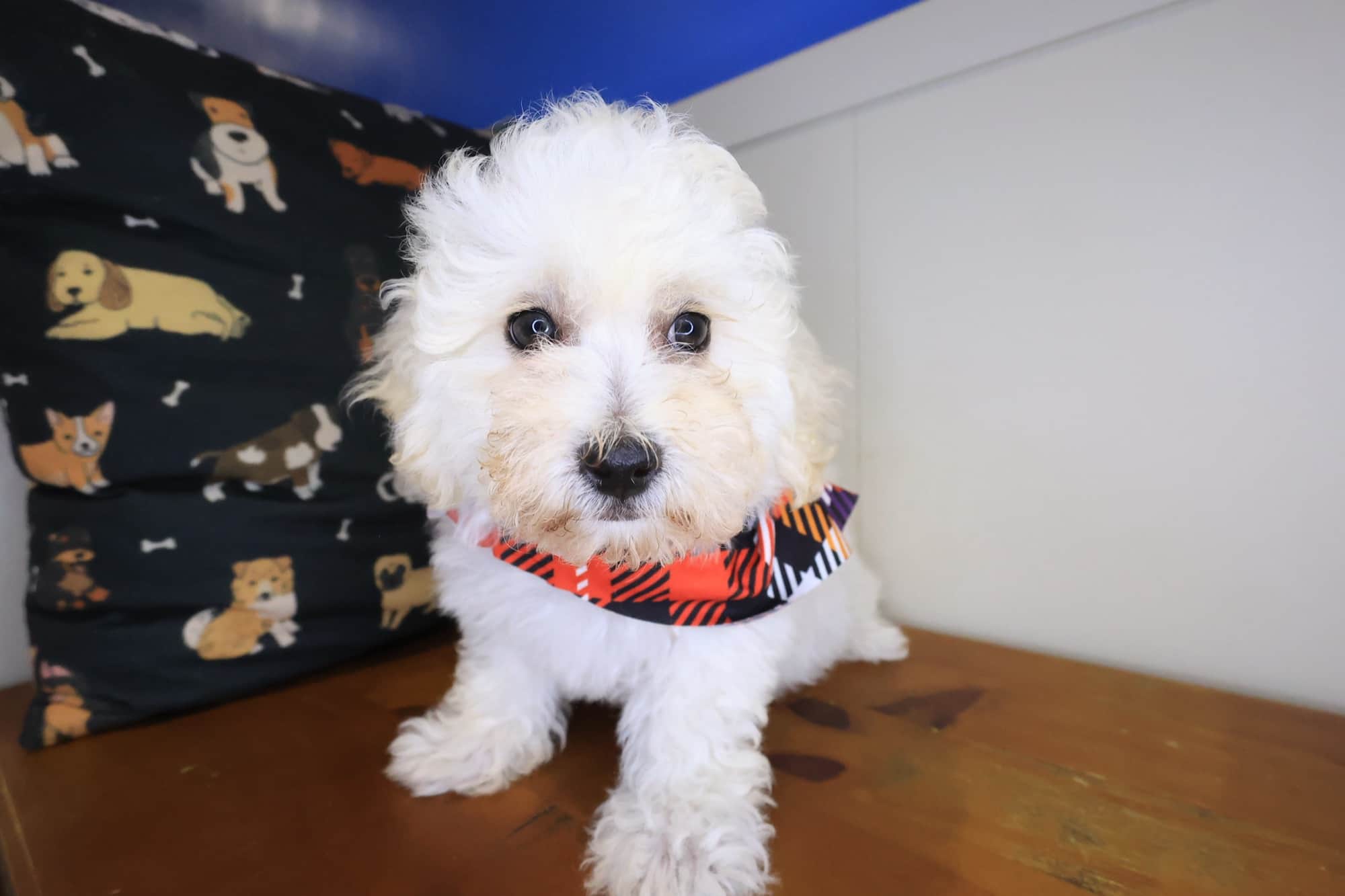 Winslow, Maltipoo puppy
