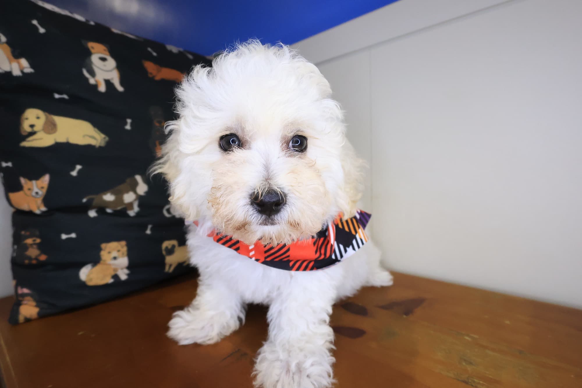 Winslow, Maltipoo puppy