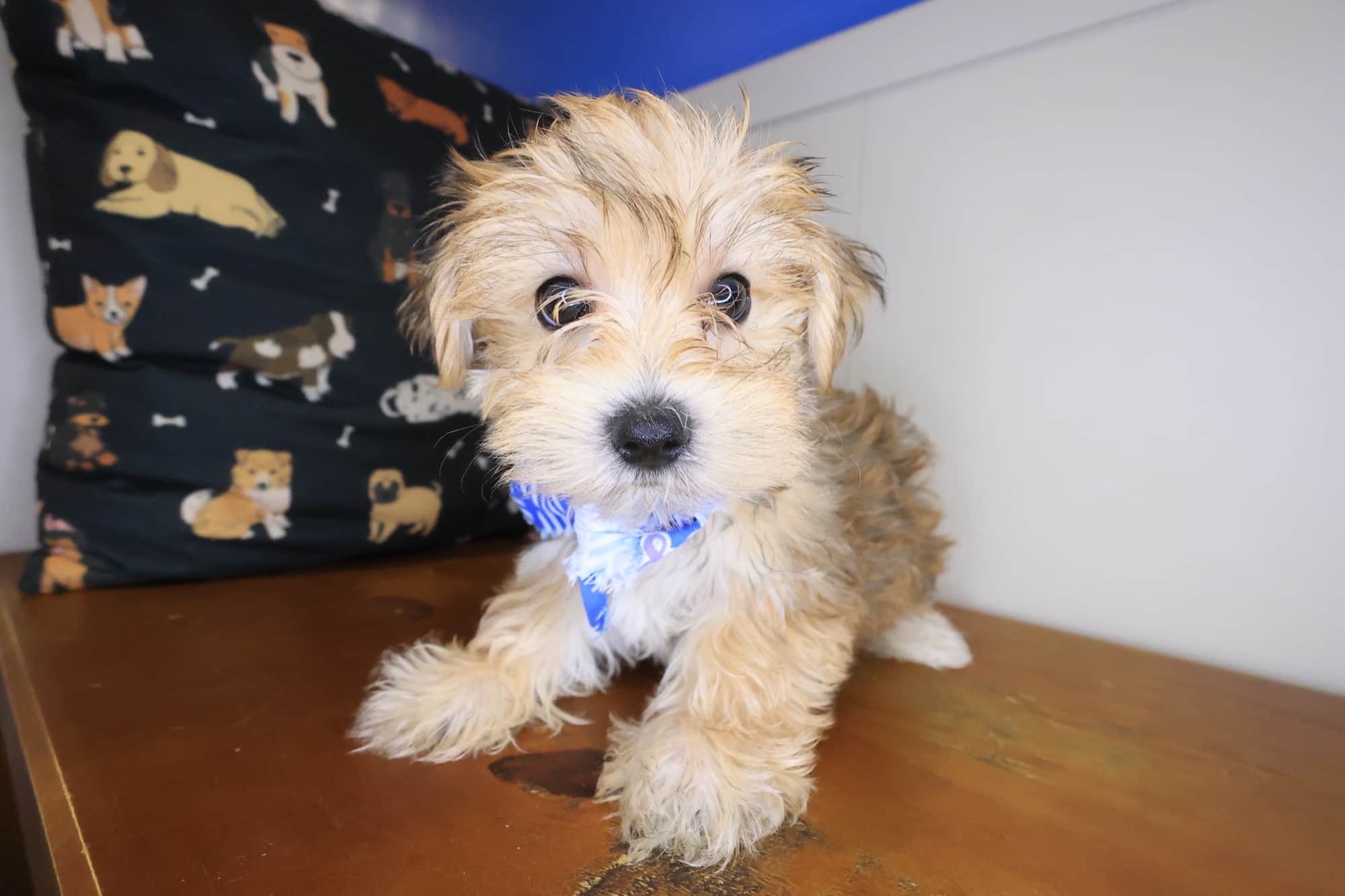 Domino, Morkie puppy