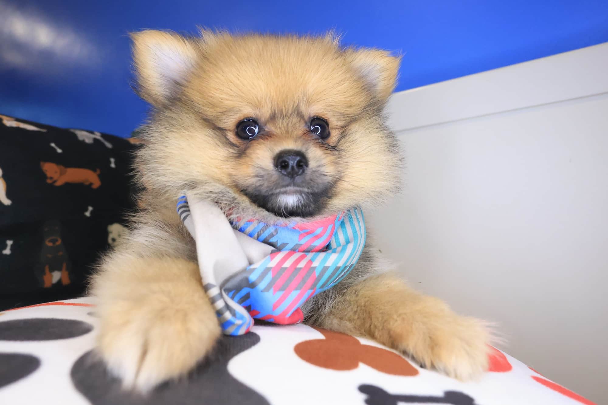 Pipp, Pomeranian puppy