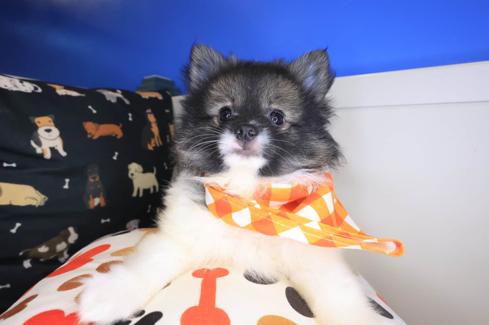 Pablo, Pomeranian puppy
