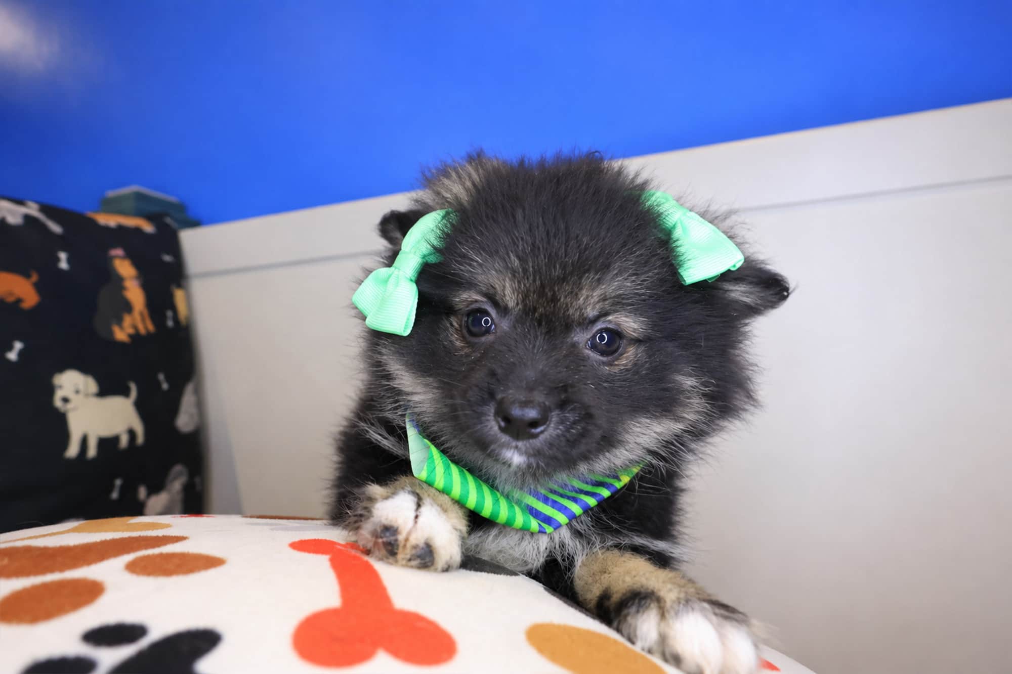 Juniper, Pomeranian puppy