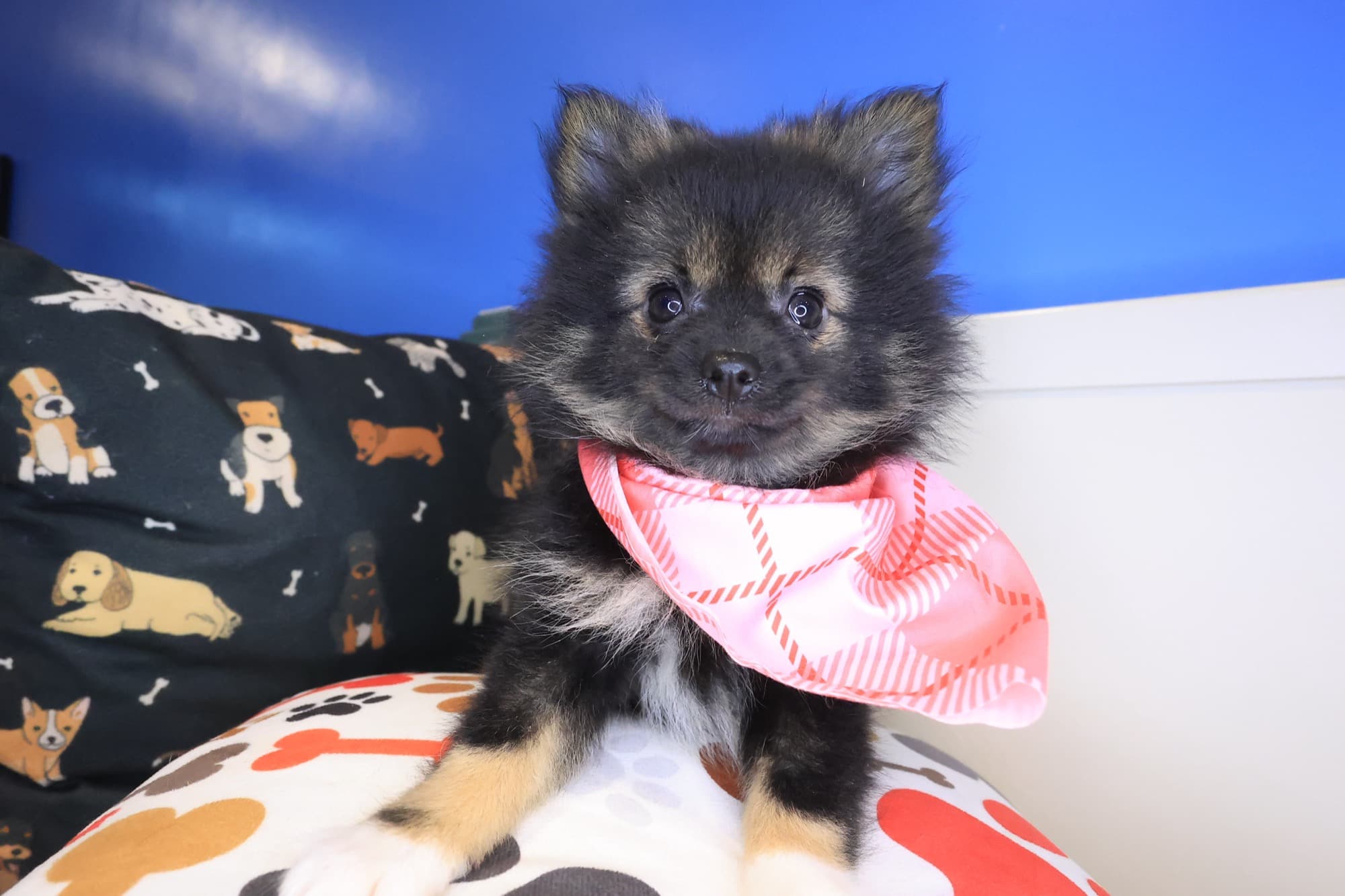 Hooch, Pomeranian puppy