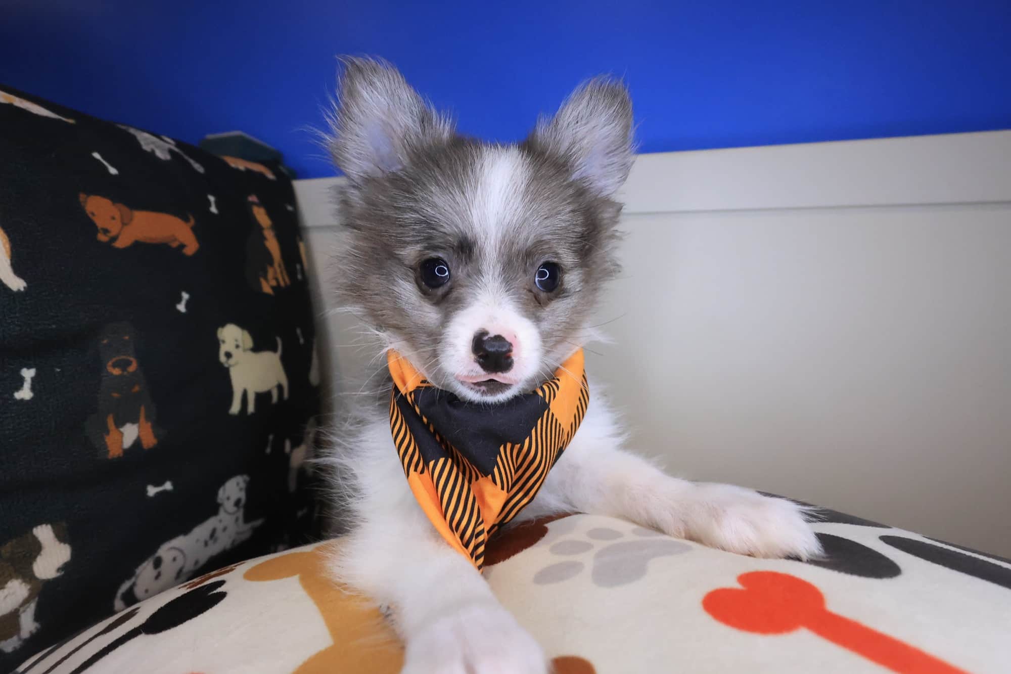 Jingles, Pomeranian puppy