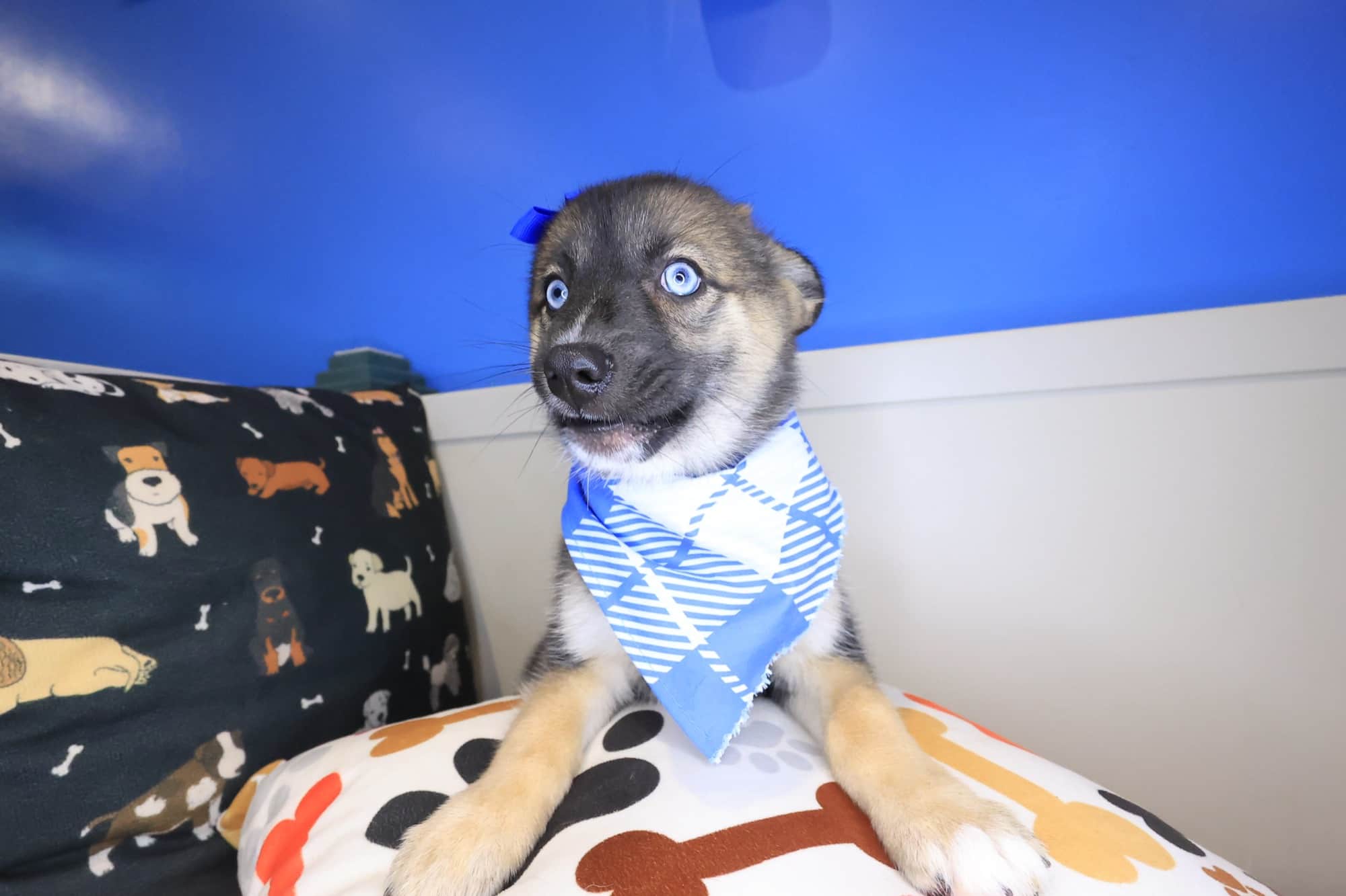 Allie, Pomsky puppy