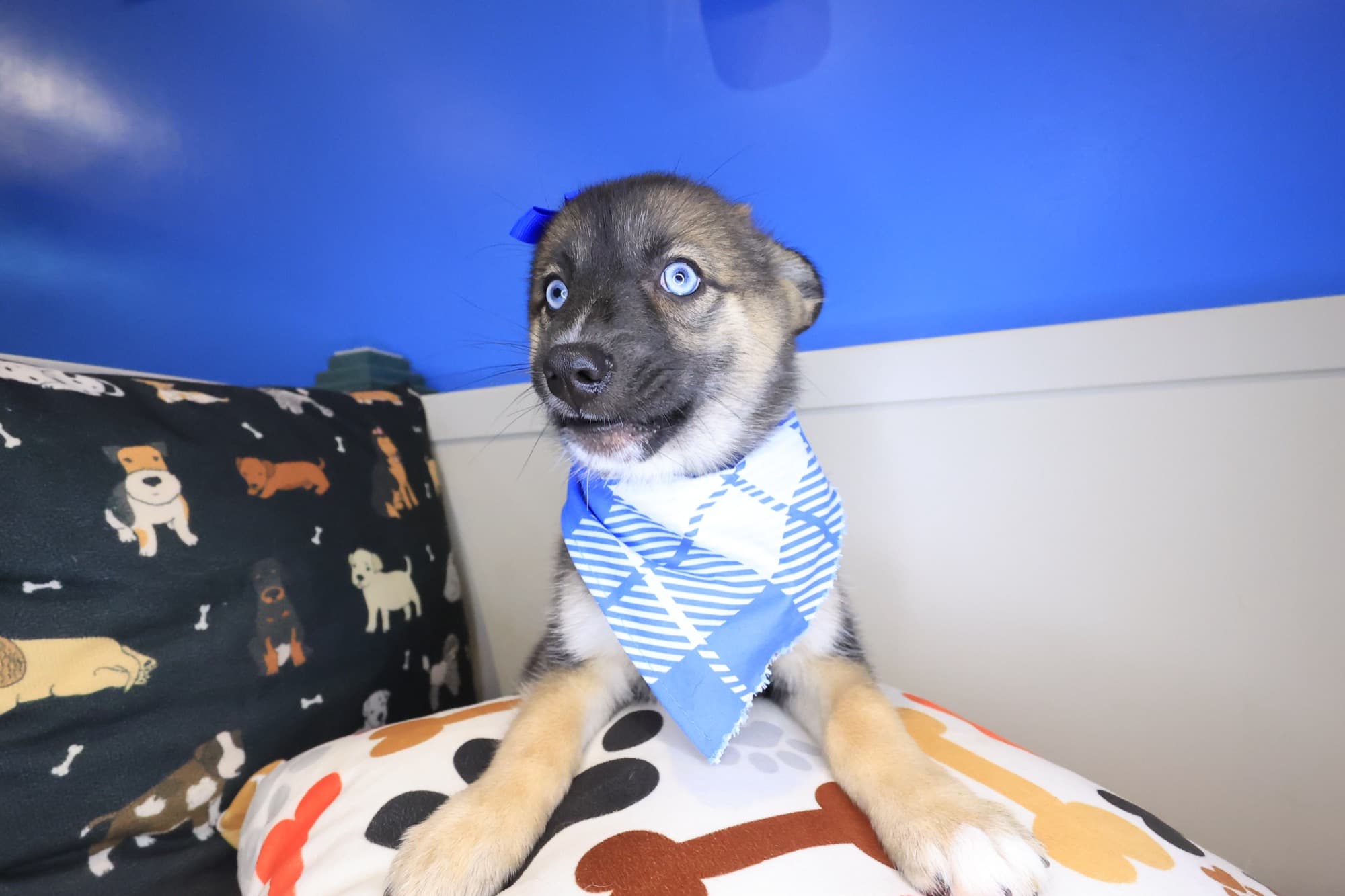 Allie, Pomsky puppy
