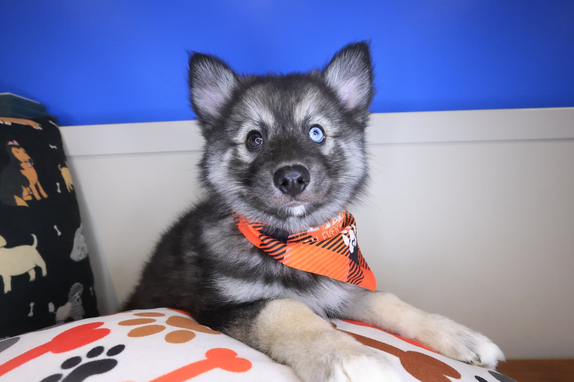 Rupert, Pomsky puppy