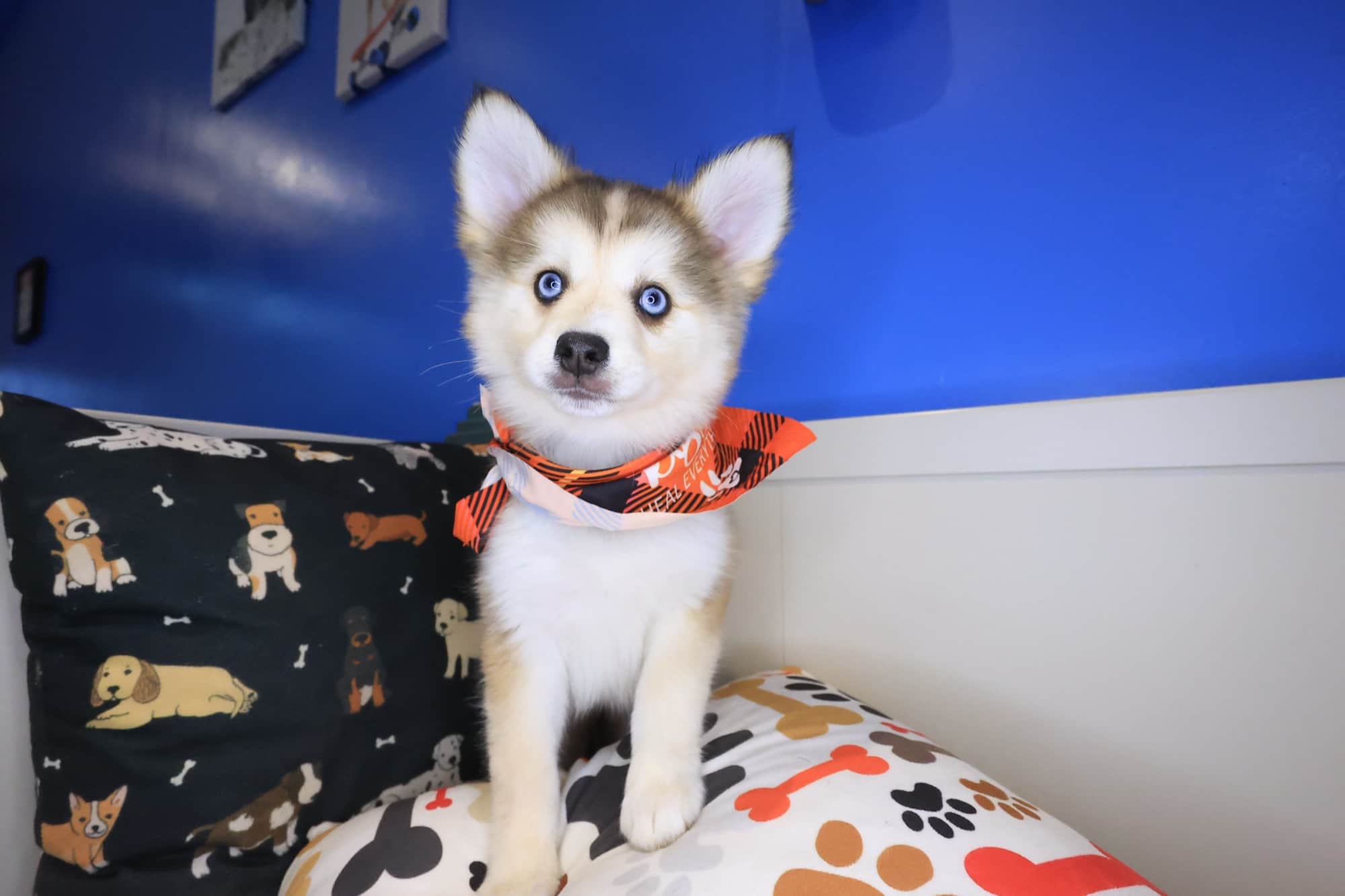 Sally, Pomsky puppy