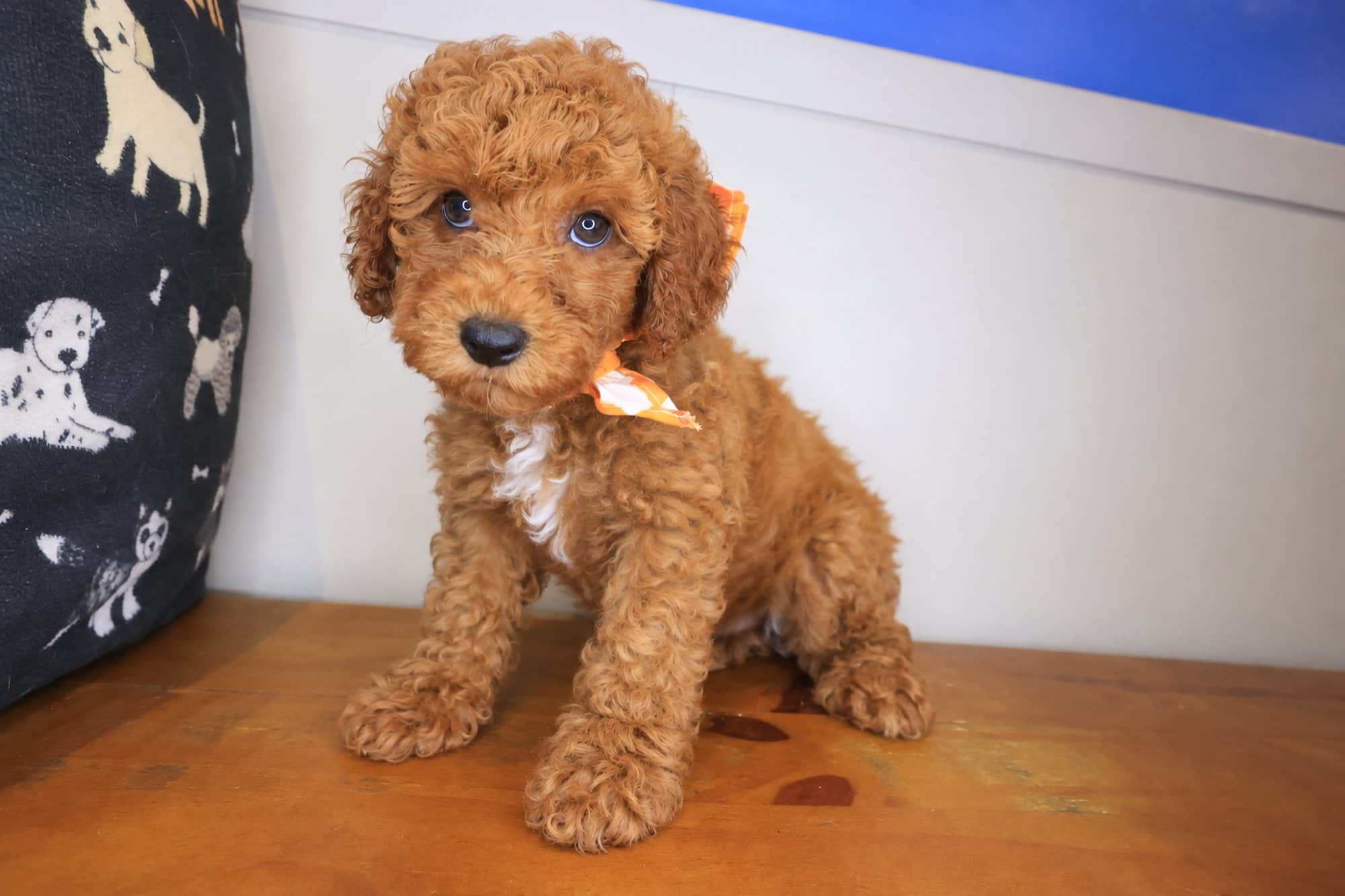 Toastie, Poodle puppy