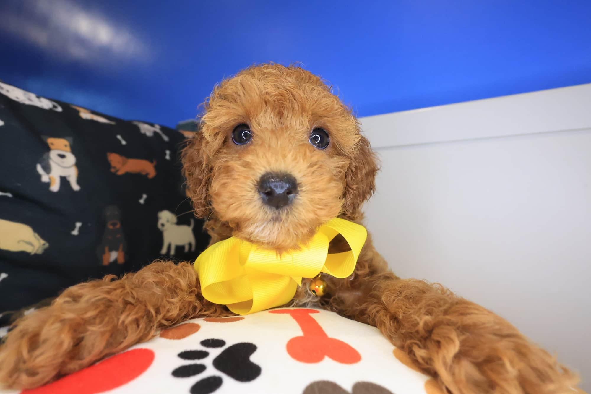 Popeye, Poodle puppy