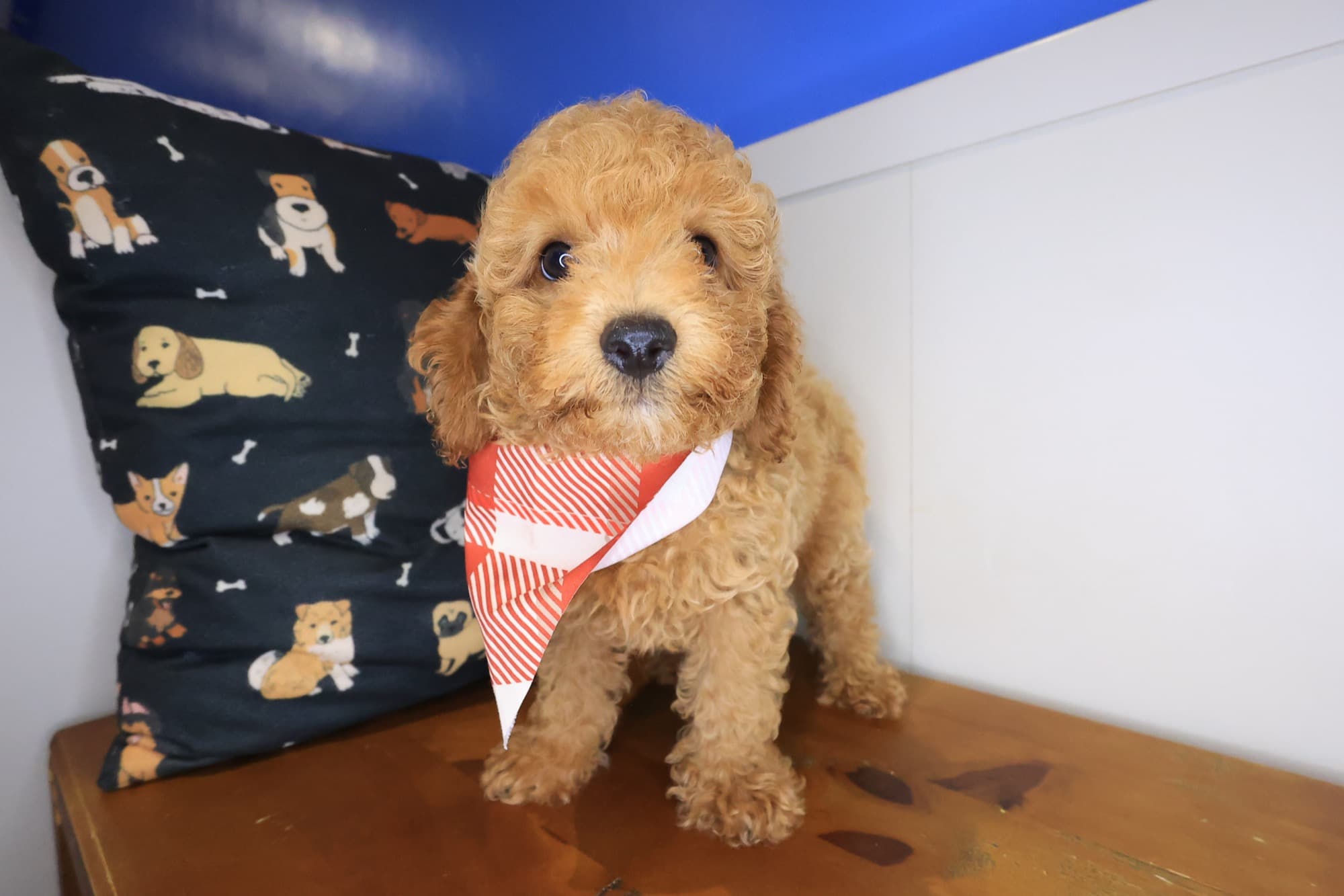 Chip, Poodle puppy