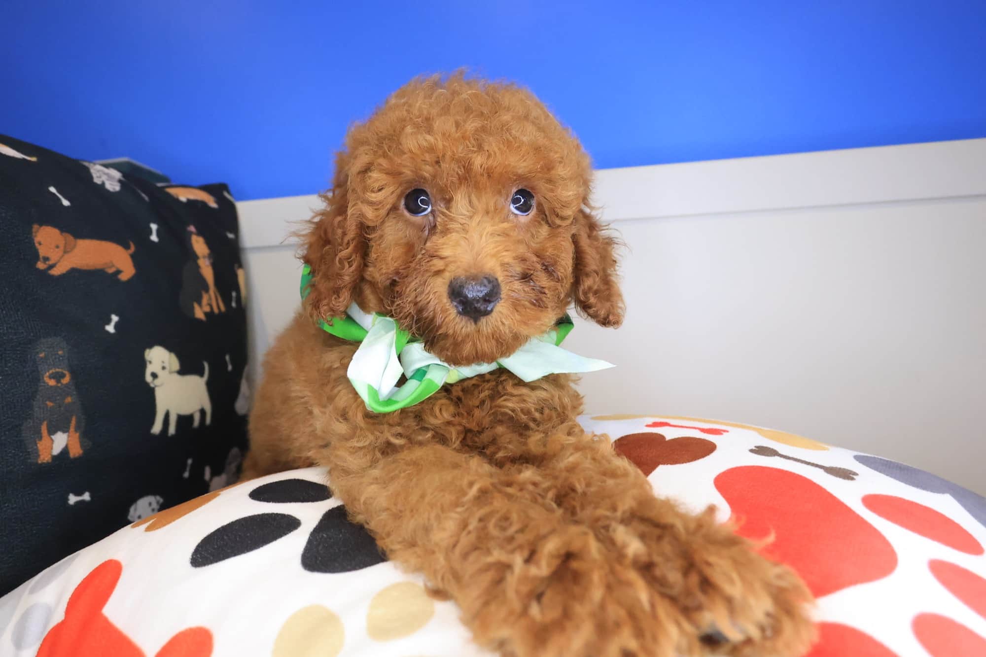 Harry, Poodle puppy